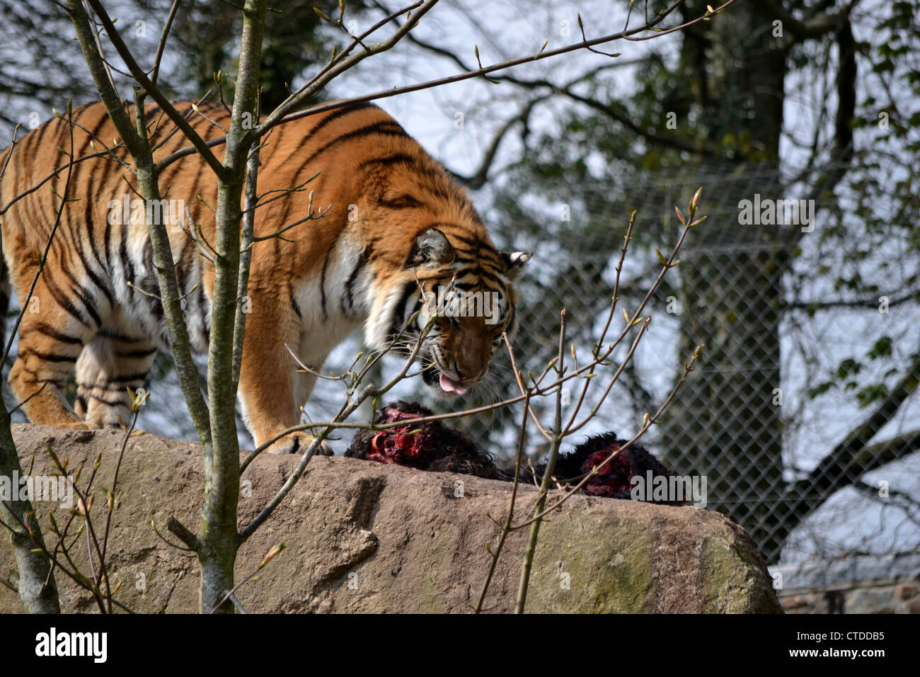 Siberian Tiger Feeding at Dartmoor Zoo Stock Photo Alamy