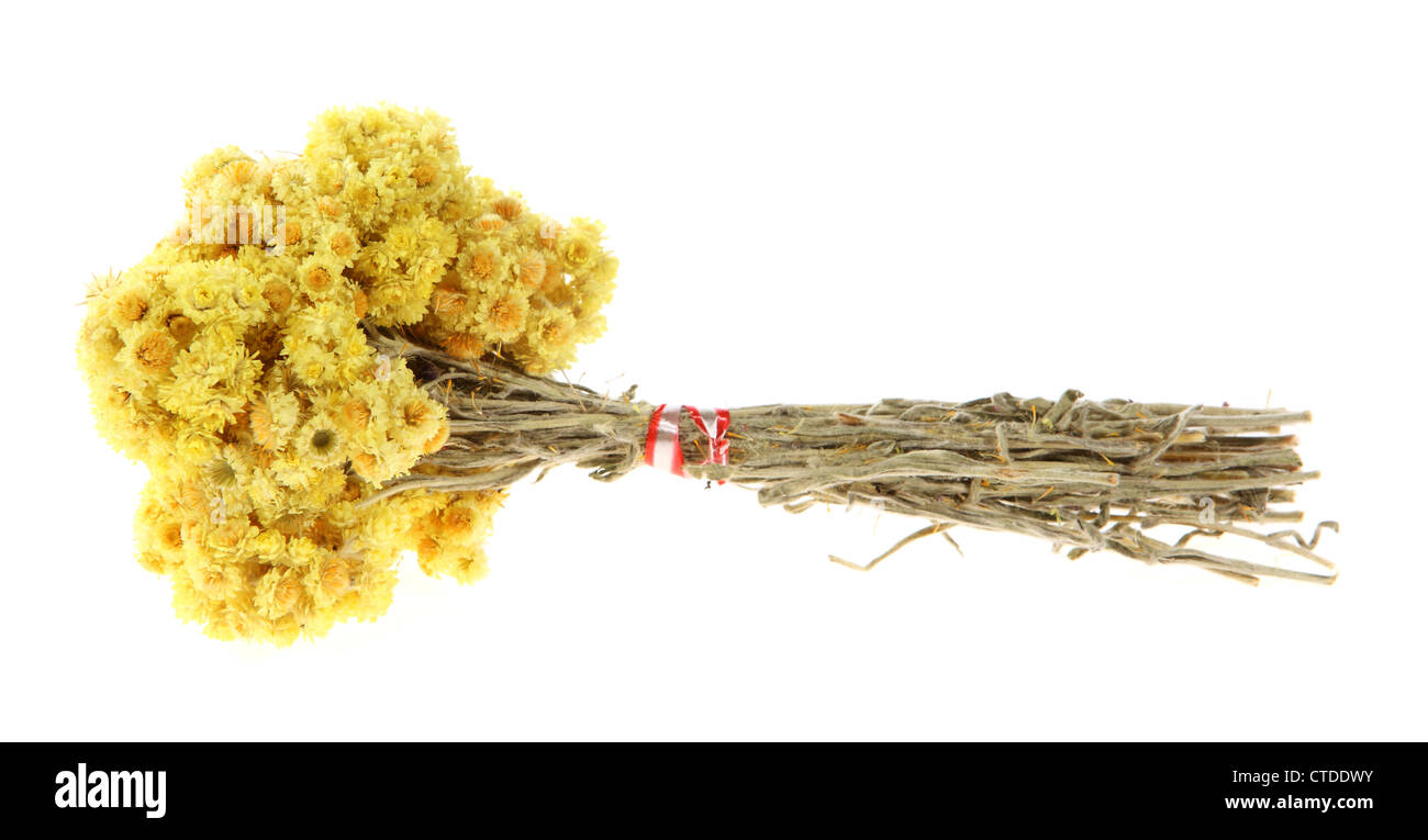 Medicinal herbs on the white background, (Helichrysum) Stock Photo