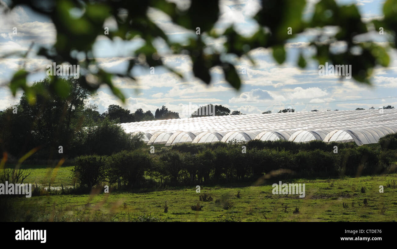 AGRICULTURAL POLY TUNNELS GREENHOUSES PICTURED IN RURAL SETTING IN STAFFORDSHIRE RE PLANNING PERMISSION LANDSCAPE COUNTRYSIDE UK Stock Photo
