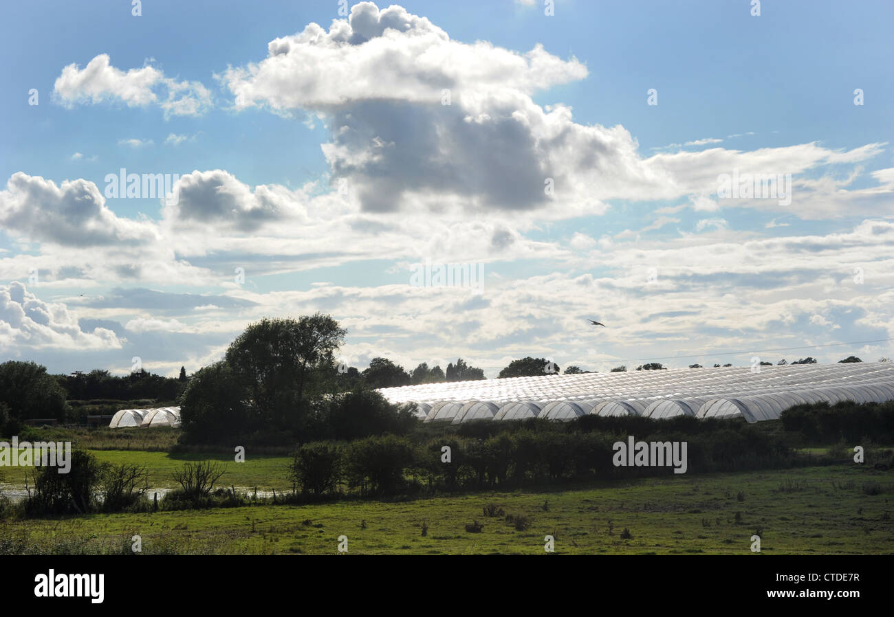 AGRICULTURAL POLY TUNNELS GREENHOUSES PICTURED IN RURAL SETTING IN STAFFORDSHIRE RE PLANNING PERMISSION LANDSCAPE COUNTRYSIDE UK Stock Photo