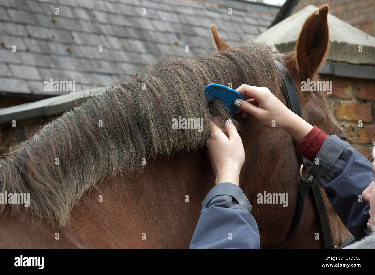 Combing a horse's mane Stock Photo Alamy