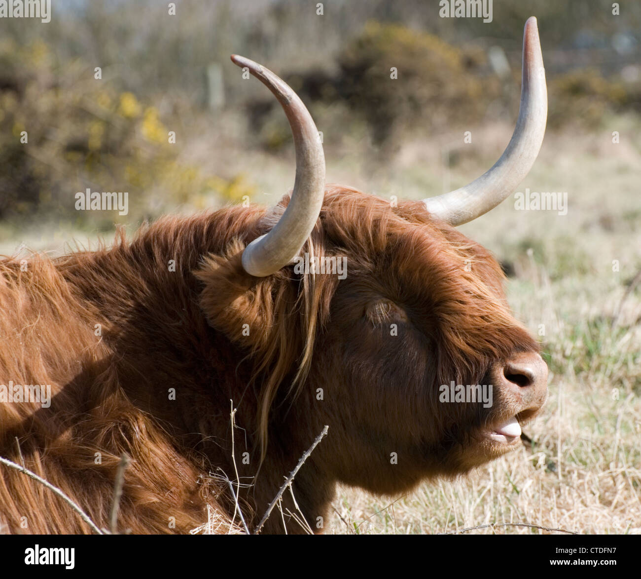 Highland Cattle Aberdeen Angus Hi Res Stock Photography And Images Alamy