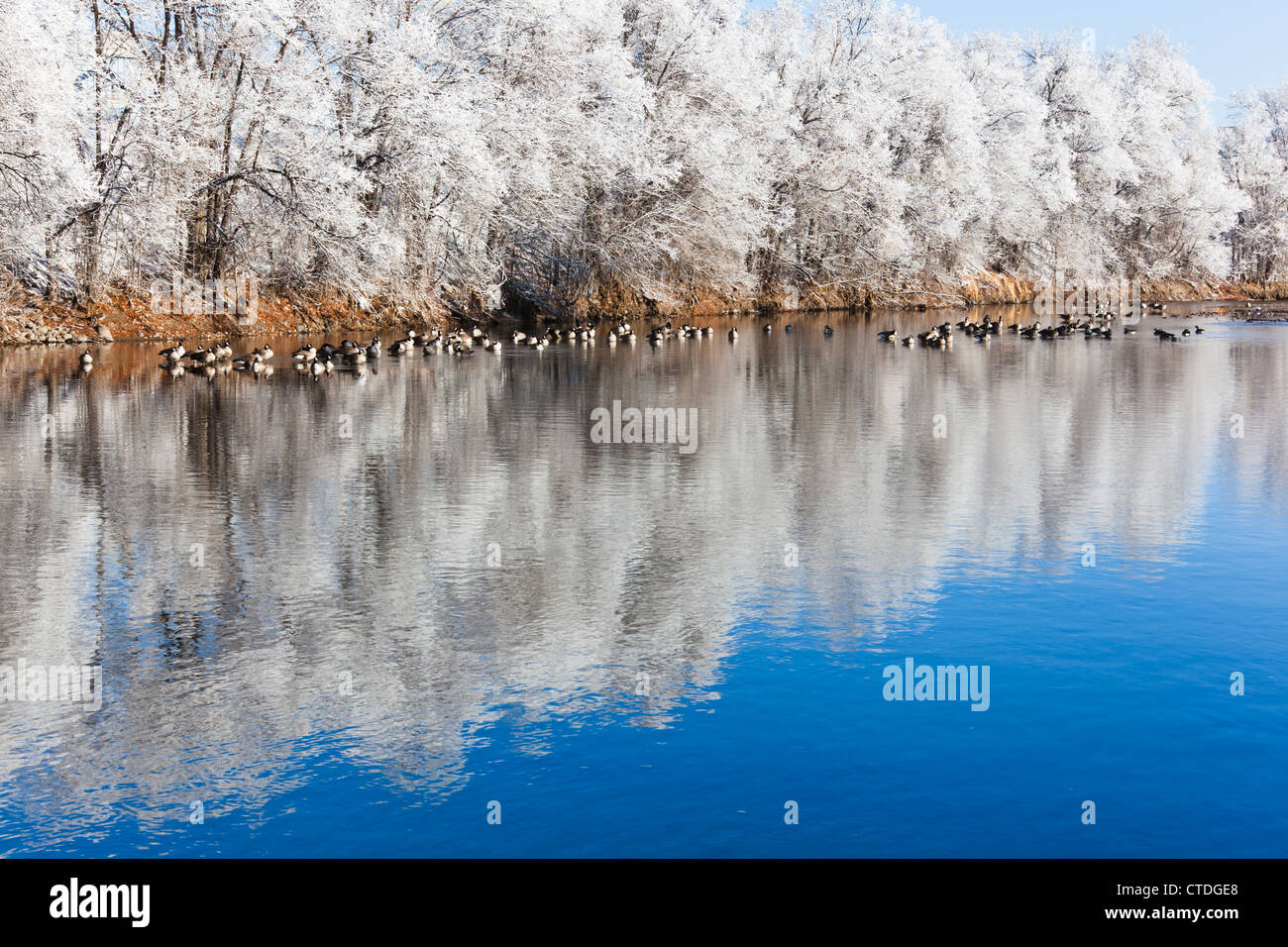 Geese rest along the South Platte River in Denver, Colorado on a frosty cold winter morning. Stock Photo