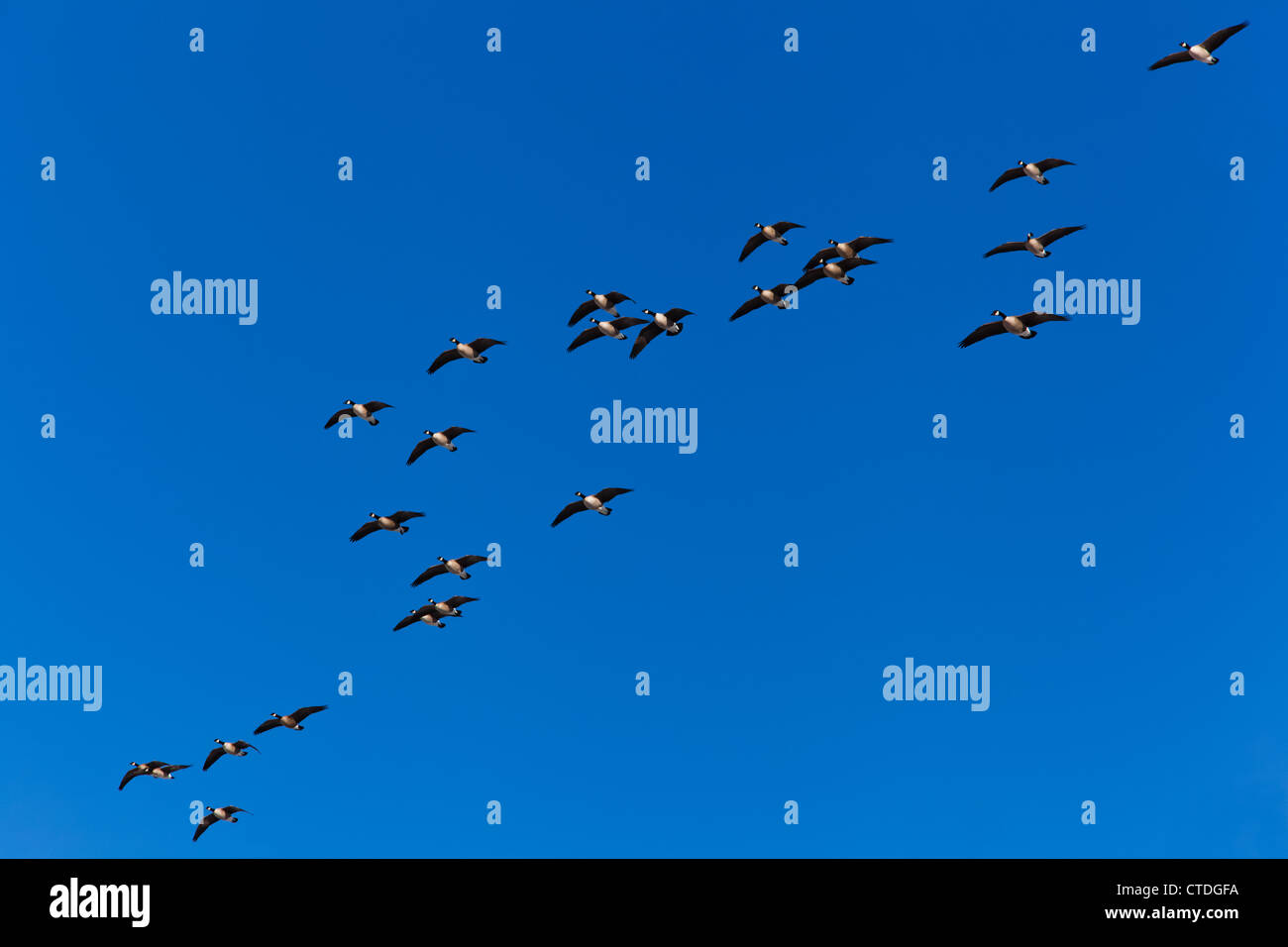 Canadian geese fly outside of formation in a blue sky Stock Photo Alamy