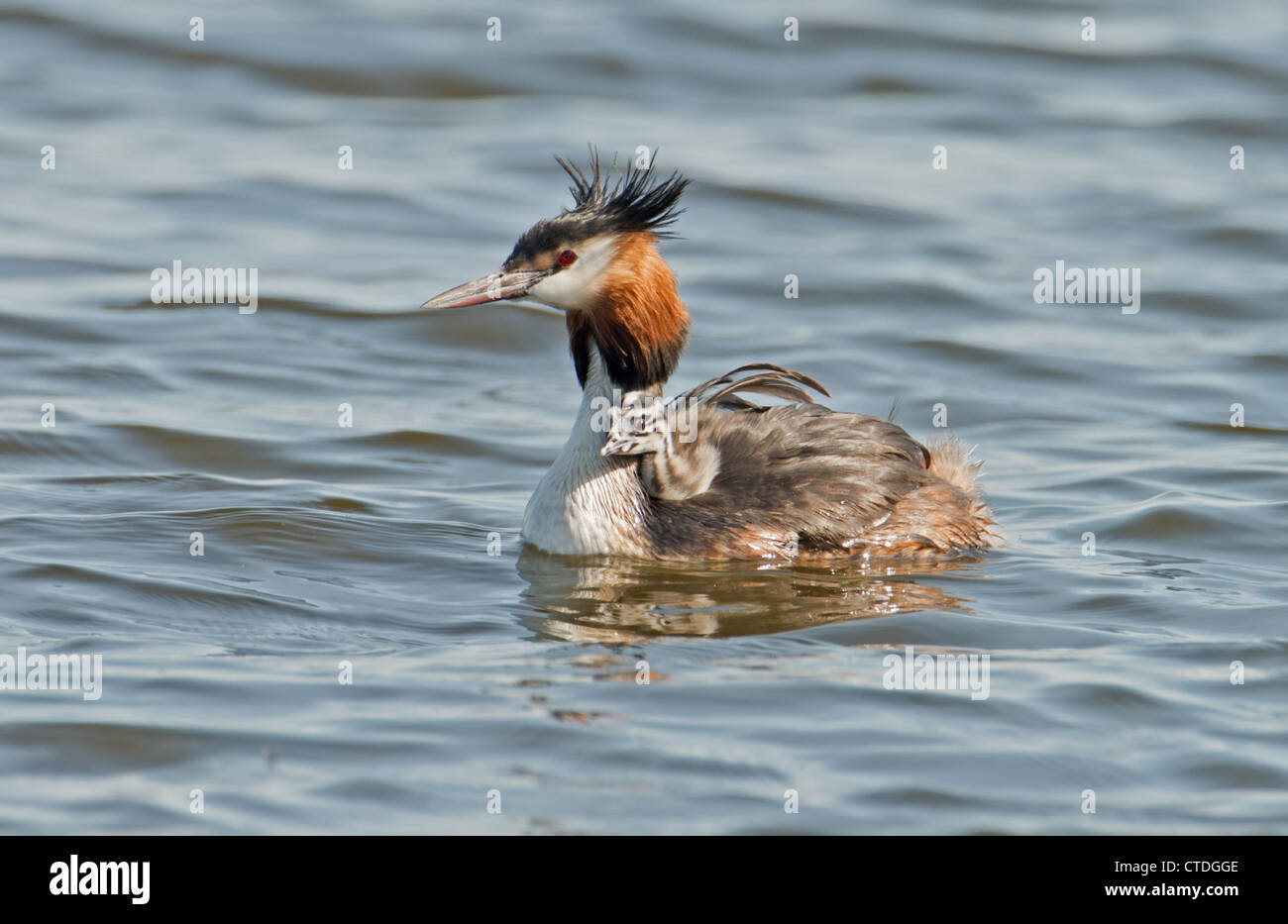 GREAT CRESTED GREBE Podiceps cristatus WITH CHICK Stock Photo