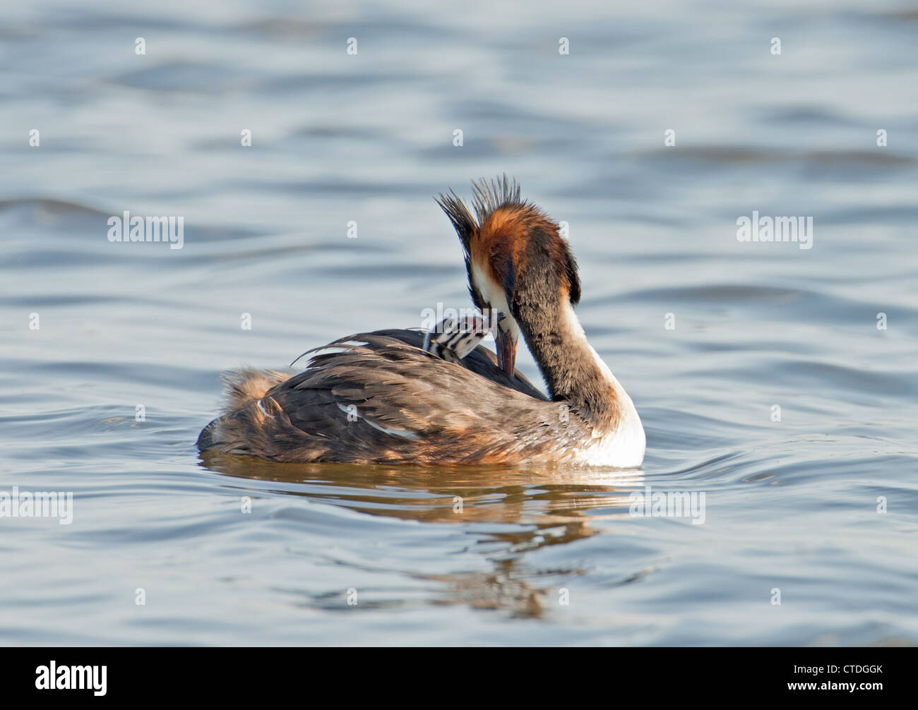 GREAT CRESTED GREBE Podiceps cristatus WITH CHICK Stock Photo