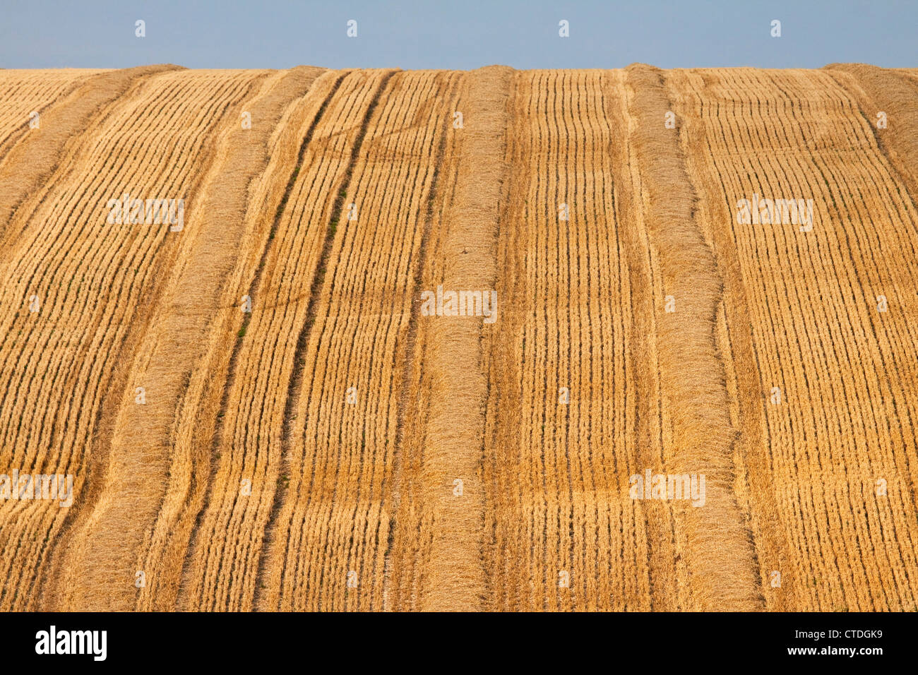 A harvested field with rows of stubble and straw Stock Photo - Alamy