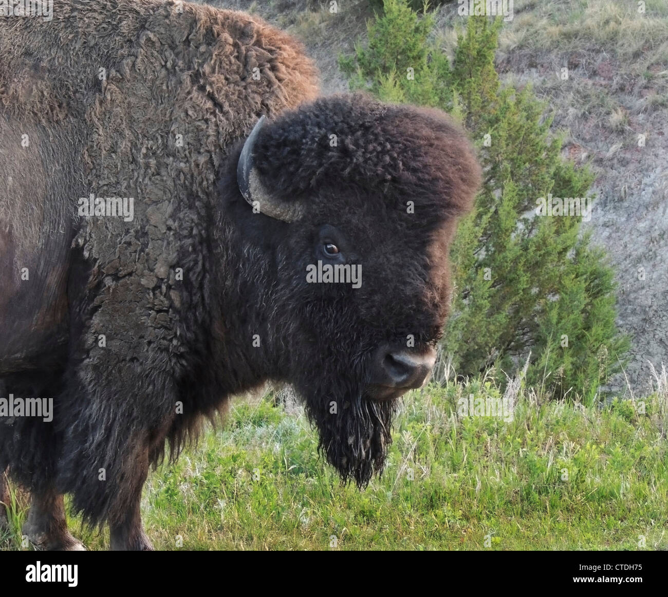 American Buffalo (Bison bison) bull Theodore Roosevelt National Park North Dakota Stock Photo