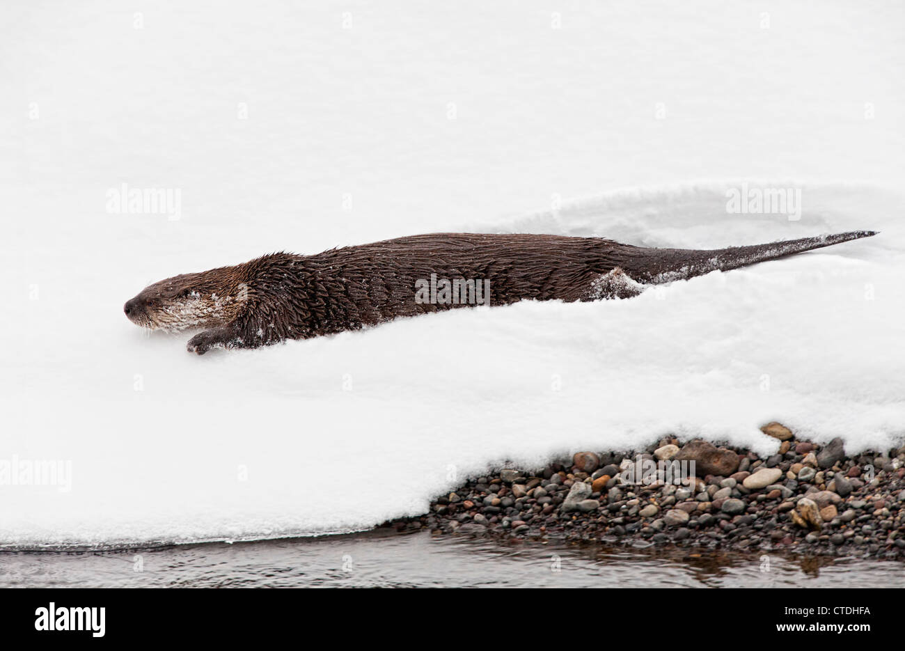 North American River Otter sliding in snow along a riverbank in Yellowstone National Park Stock Photo