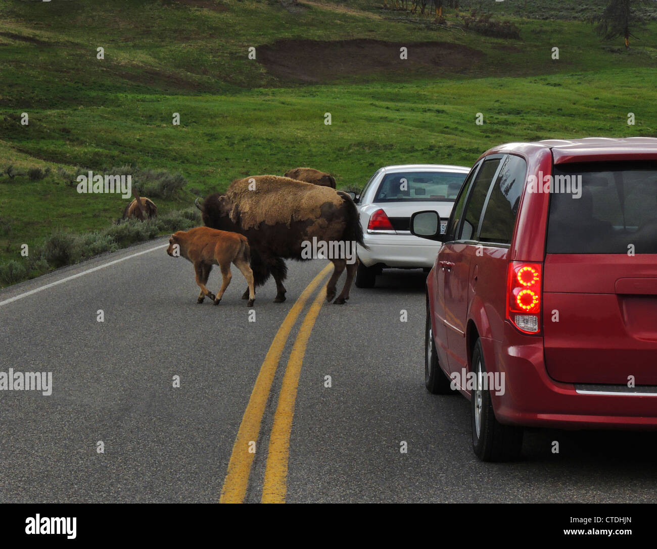 American Bison or American Buffalo (Bison bison) cow/calf crossing the road in Hayden Valley Yellowstone National Park, Wyoming Stock Photo