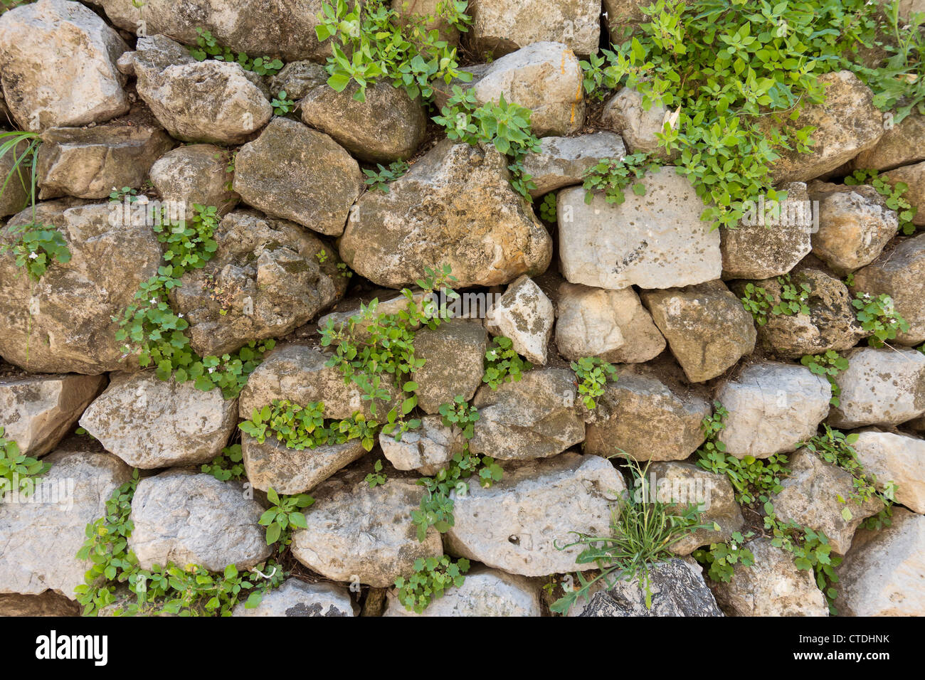Texture of old stone wall covered green plants Stock Photo - Alamy