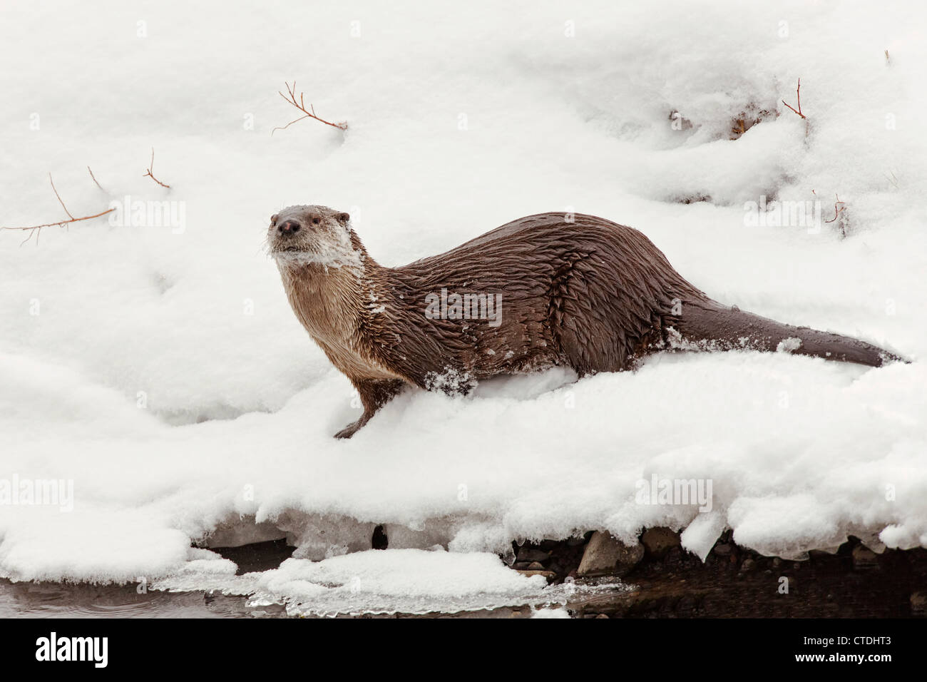 North American River Otter in snow along a riverbank in Yellowstone National Park Stock Photo