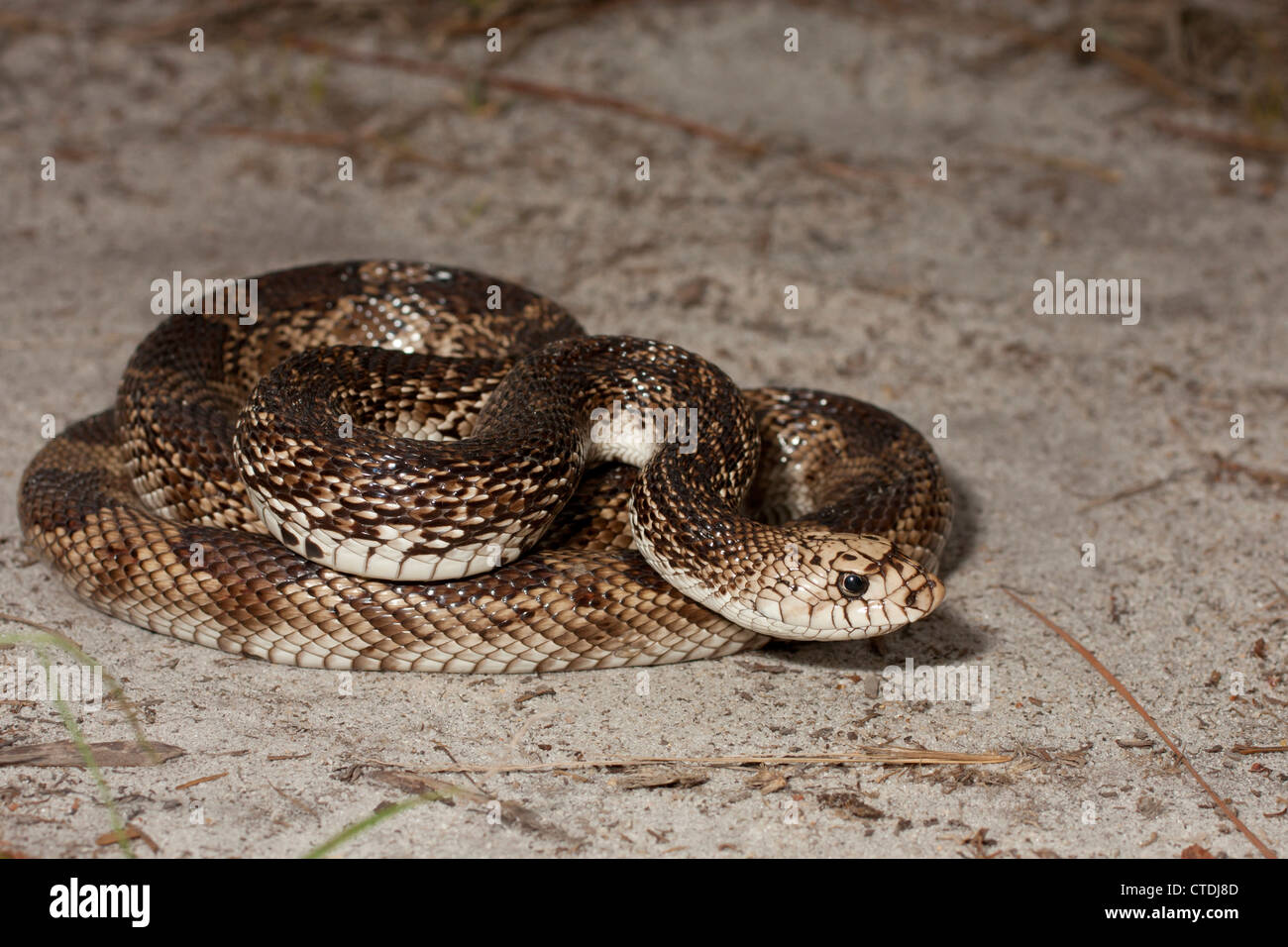 Florida pine snake Stock Photo