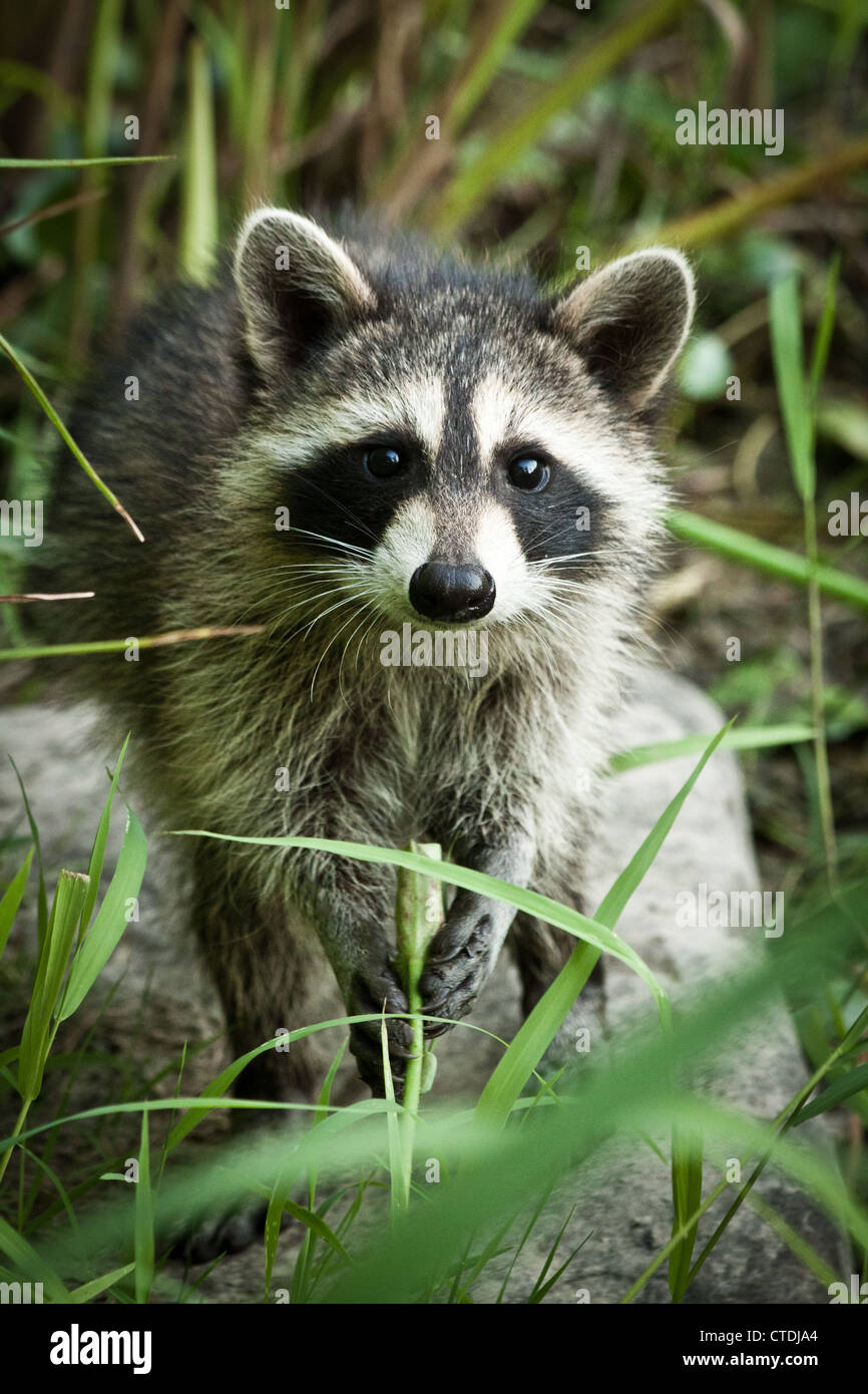 Juvenile Raccoon (Procyon lotor), Inniswood Metro Gardens, Westerville, Ohio. Stock Photo
