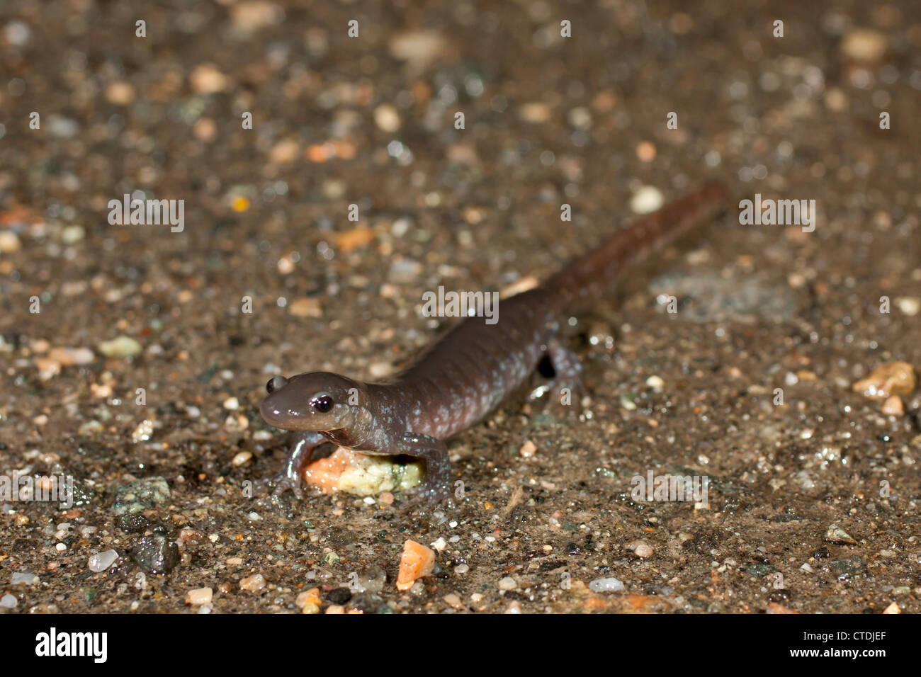 Hybrid Blue-spotted And Jefferson Salamander (Ambystoma Laterale X ...