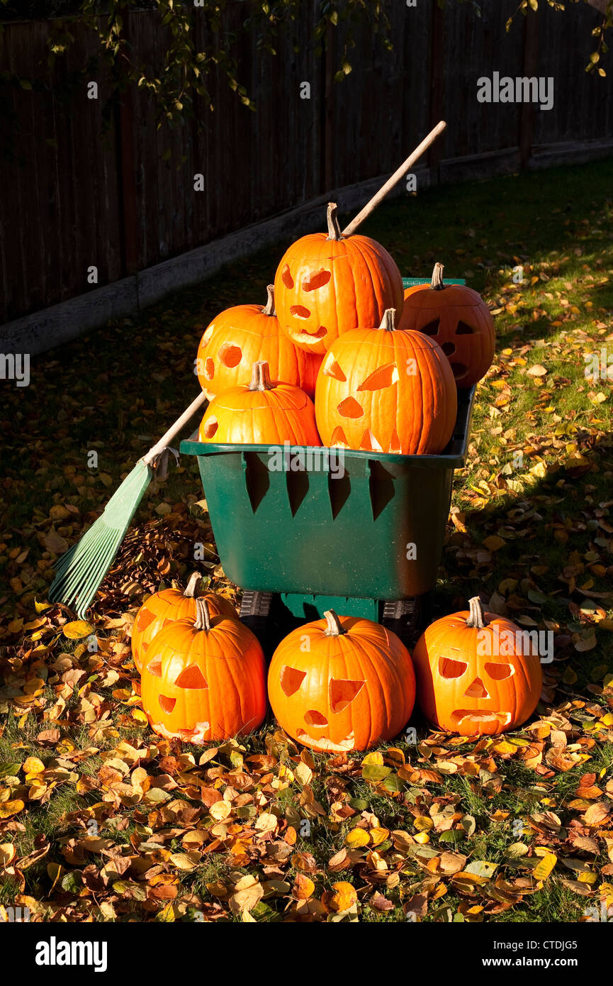 Carved pumpkins in a wheelbarrow with autumn leaves on backyard lawn ...