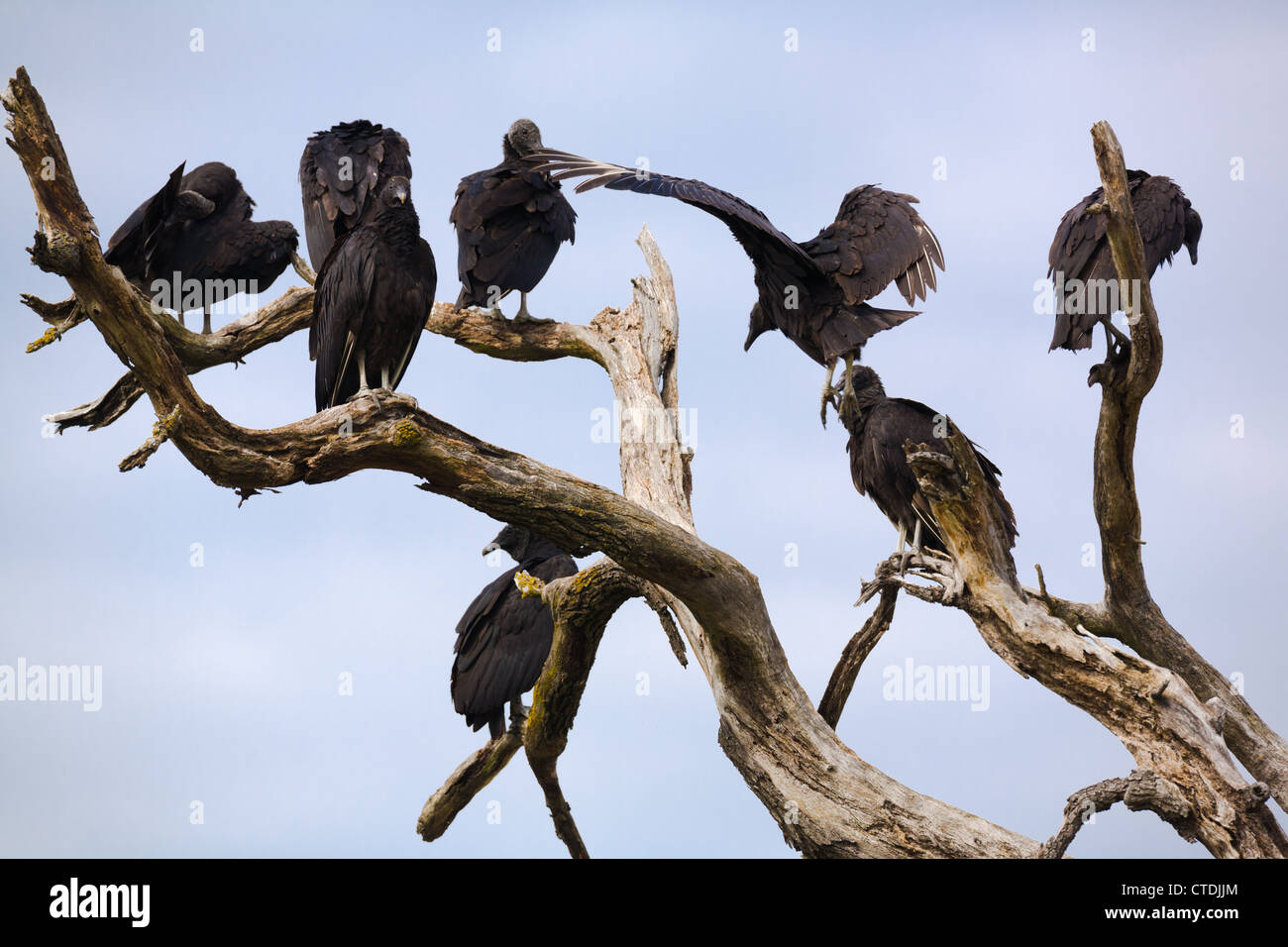 Black vultures (Coragyps atratus) congregating in a dead tree Stock