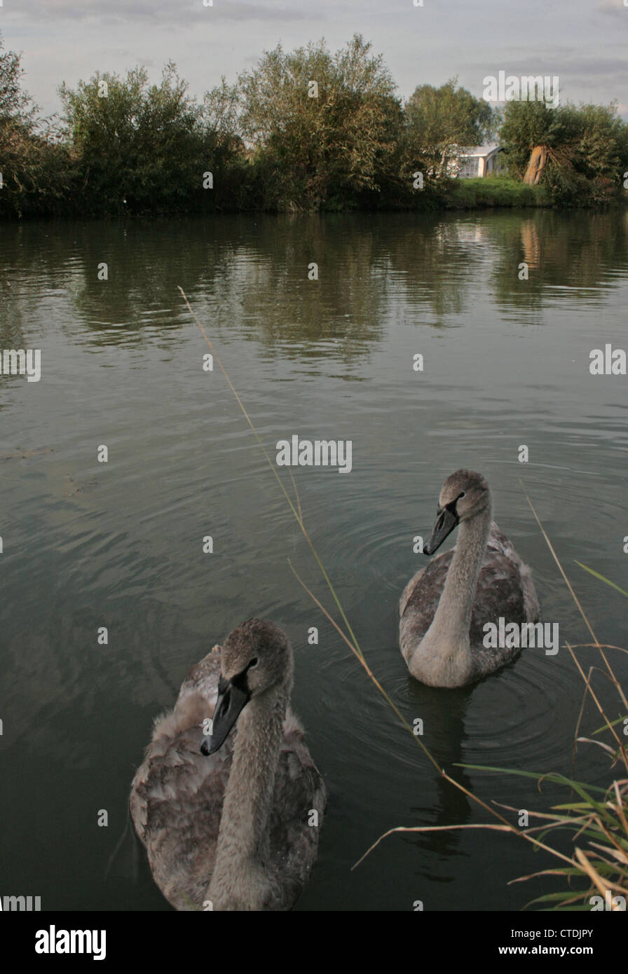 Swans on the River Thames at Friars Court campsite, Clanfield