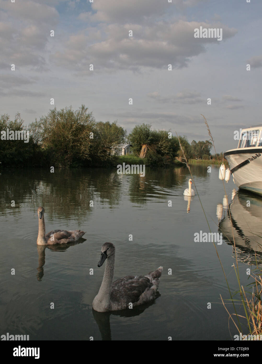 Swans on the River Thames at Friars Court campsite, Clanfield