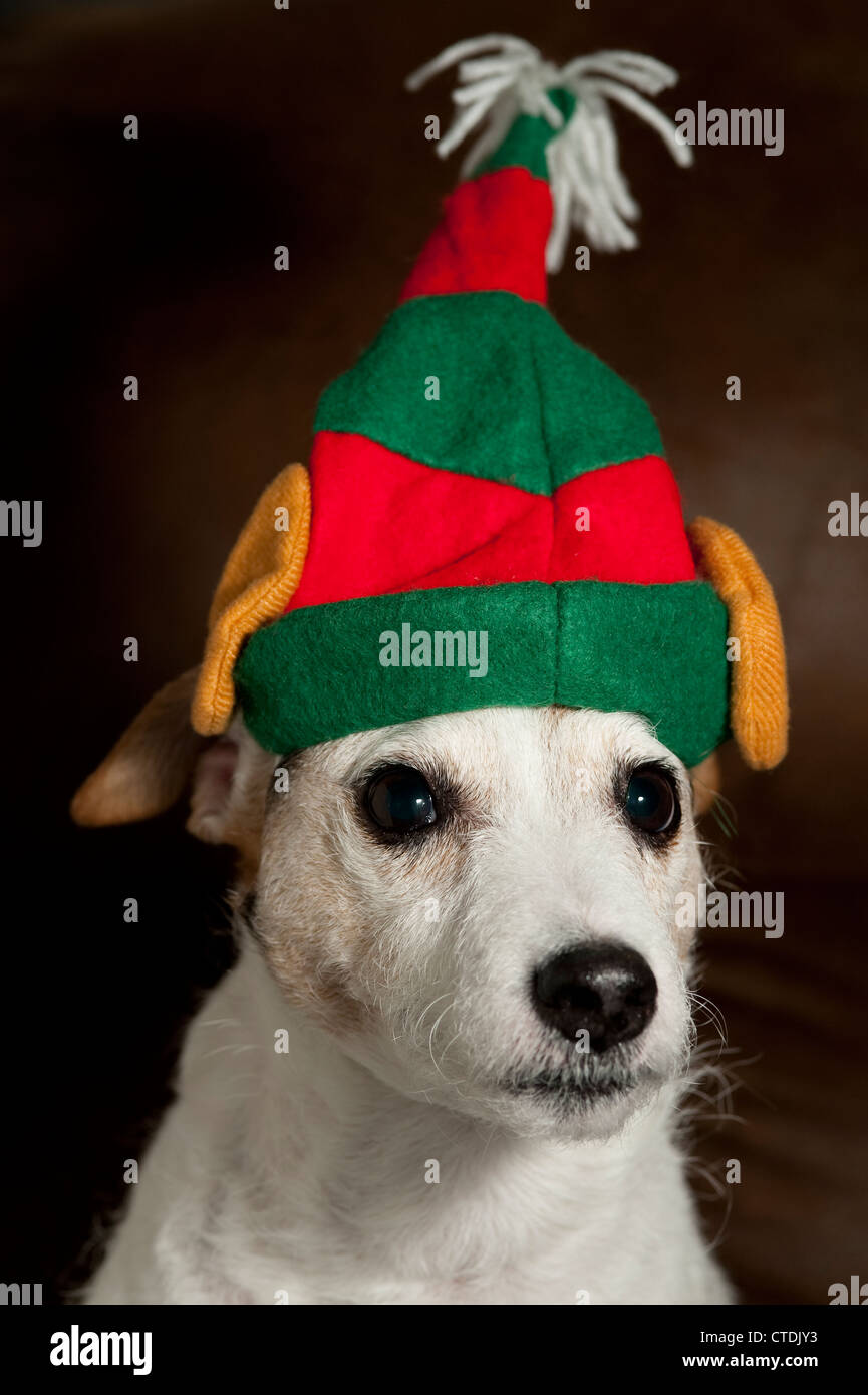 Jack Russell Terrier wearing elf ears portrait Stock Photo Alamy