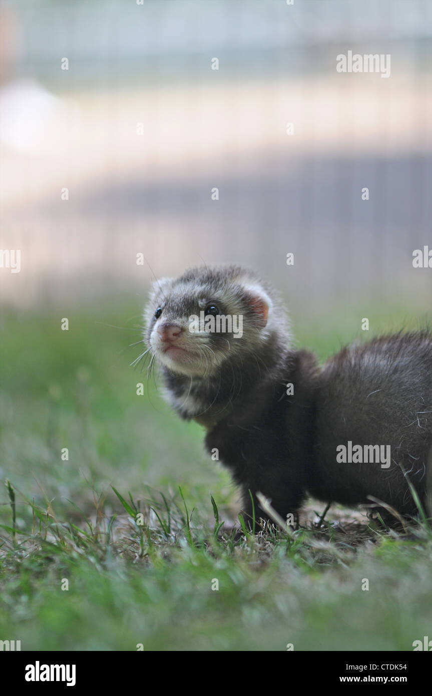 A pet ferret in a grassy park at St James' Park in London Stock Photo