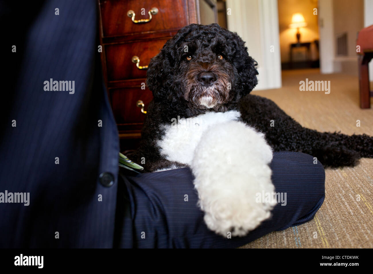Bo, the Obama family dog sits with Brian Mosteller, Director of Oval Office Operations in the Outer Oval Office of the White House June 20, 2012 in Washington, DC. Stock Photo