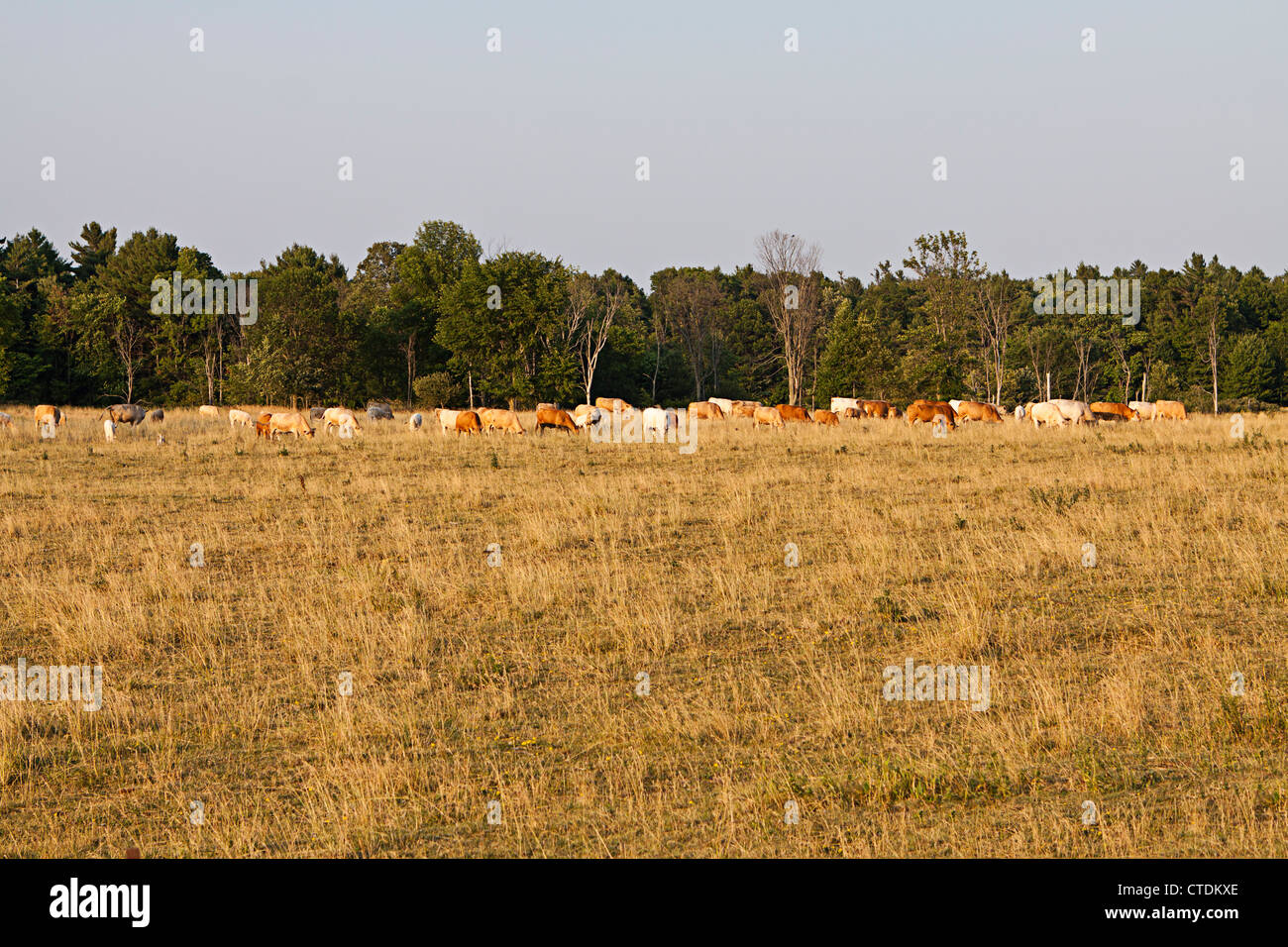 Canadian dairy farm,herd of cows Stock Photo
