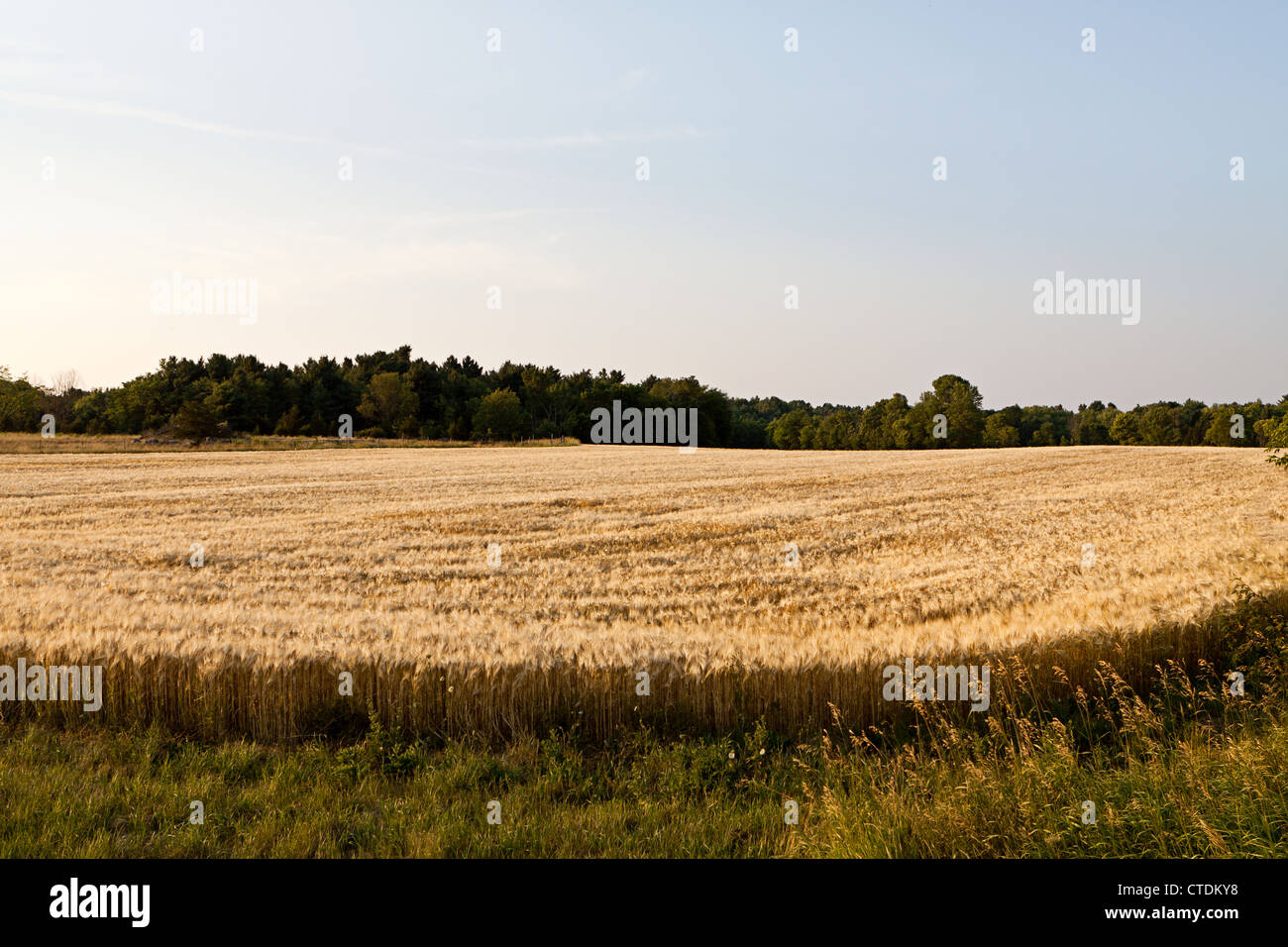 field of barley,cereal grain,Hordeum vulgare L Stock Photo