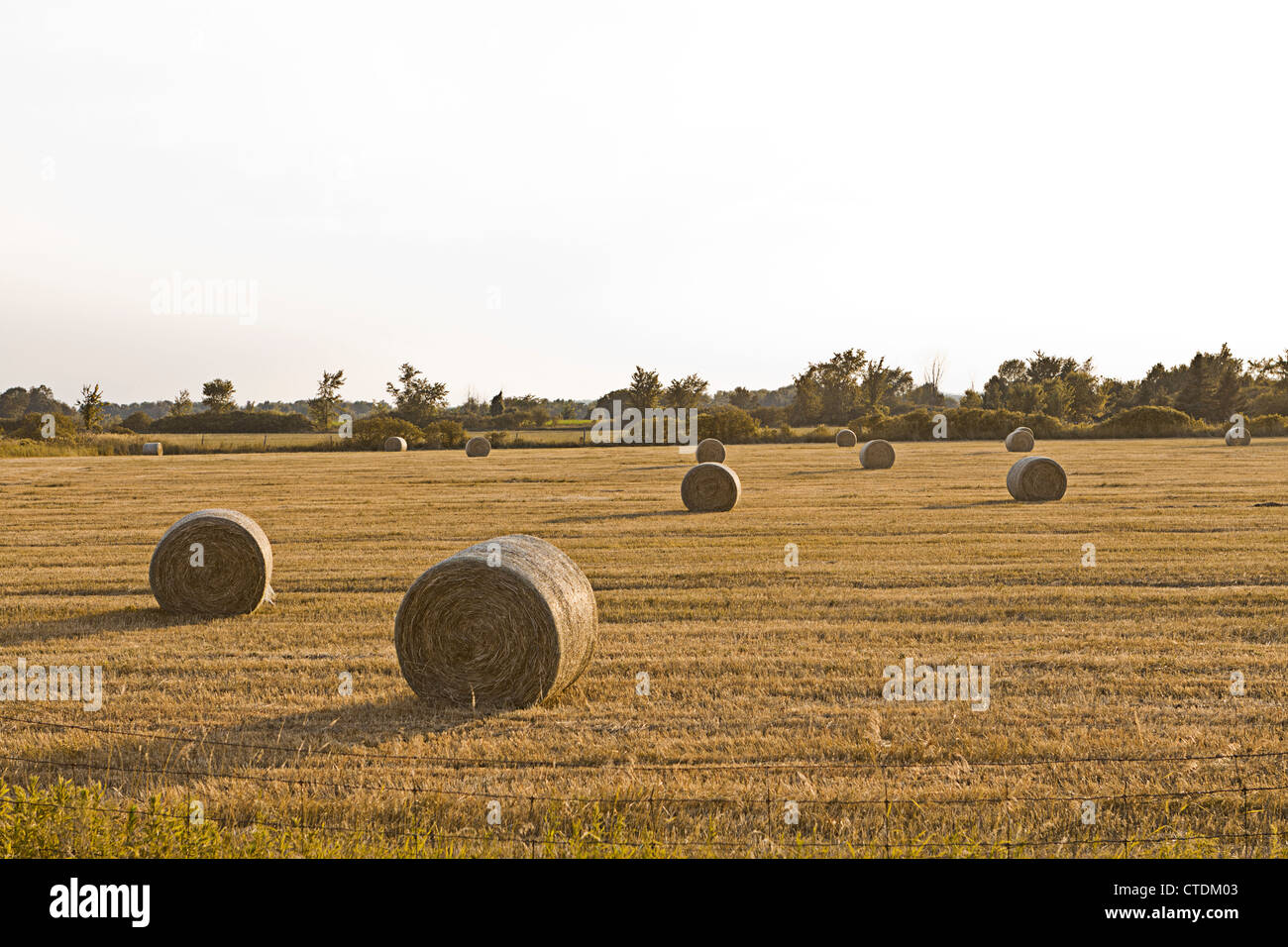 Round hay bales on the field Stock Photo