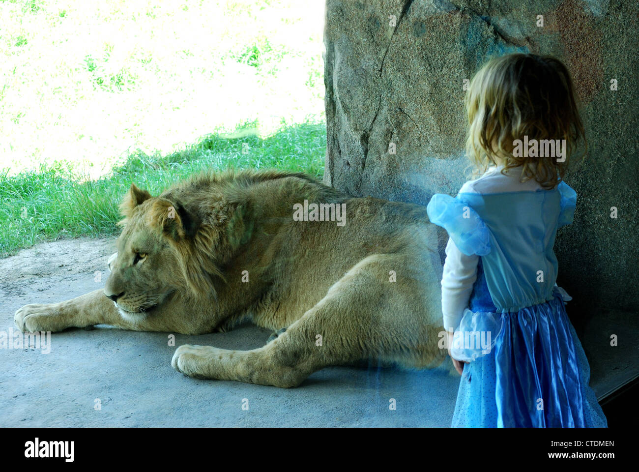 South africa lion resting girl blue dress behind glass wall hi-res stock  photography and images - Alamy