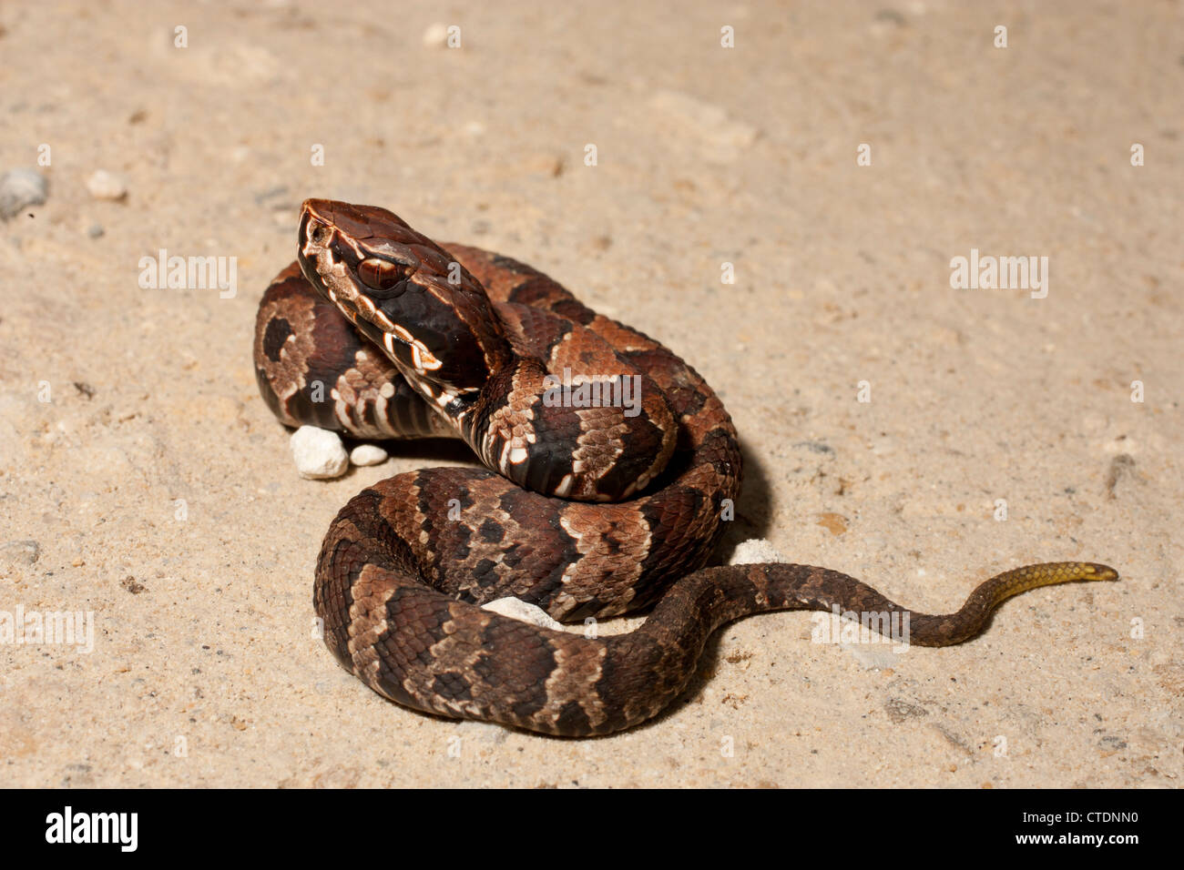 Young Florida cottonmouth Agkistrodon piscivorus conanti Stock Photo