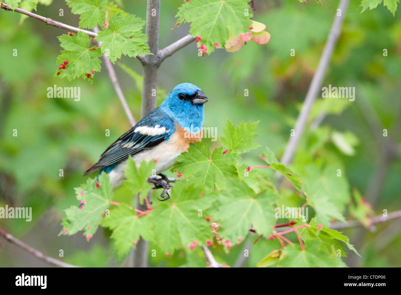 Lazuli Bunting bird songbird perching perched in Maple Tree Stock Photo