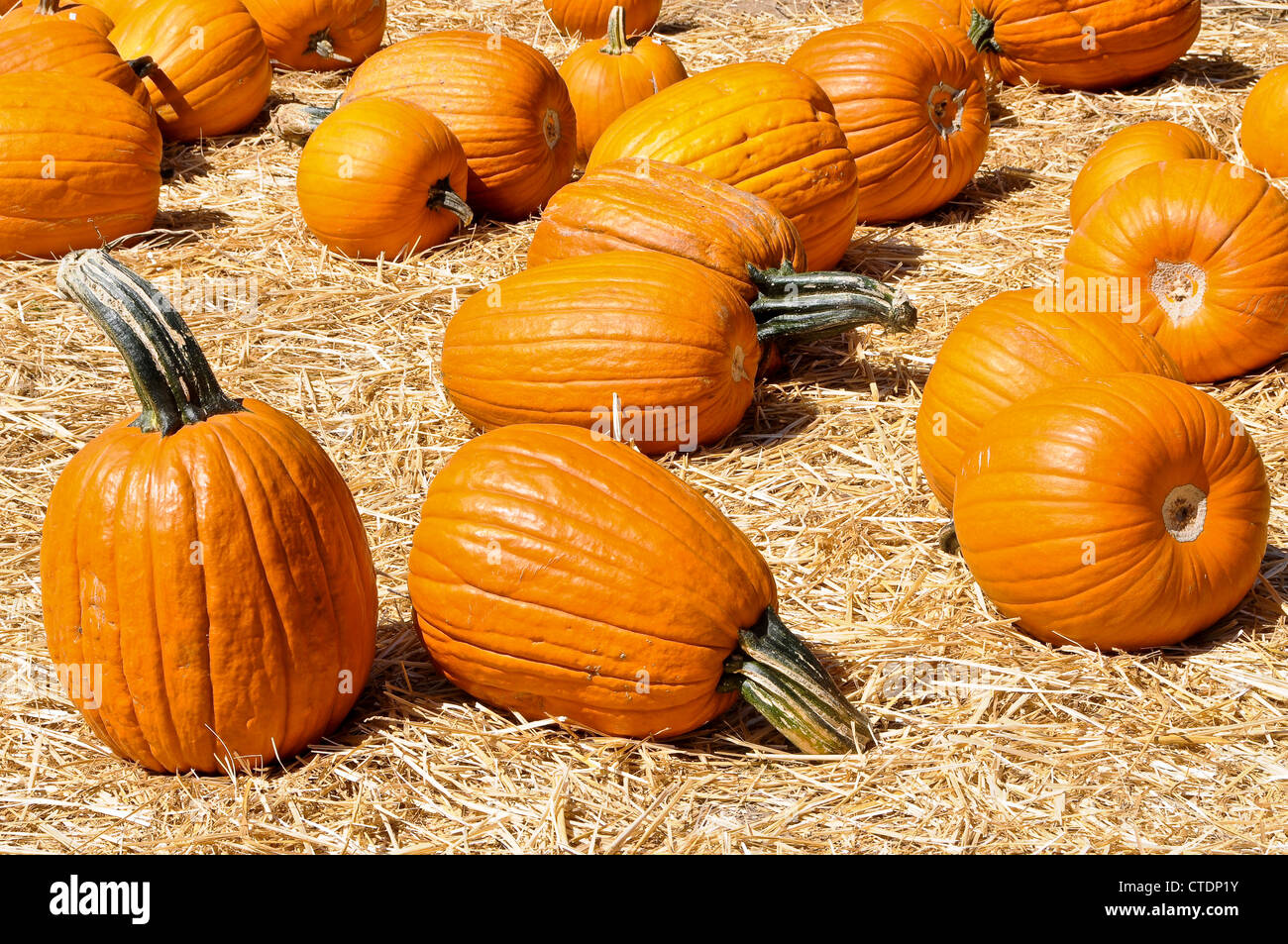 Pumpkins in Field Stock Photo - Alamy