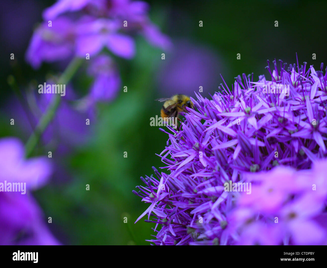 Purple flower with bee on it Stock Photo - Alamy