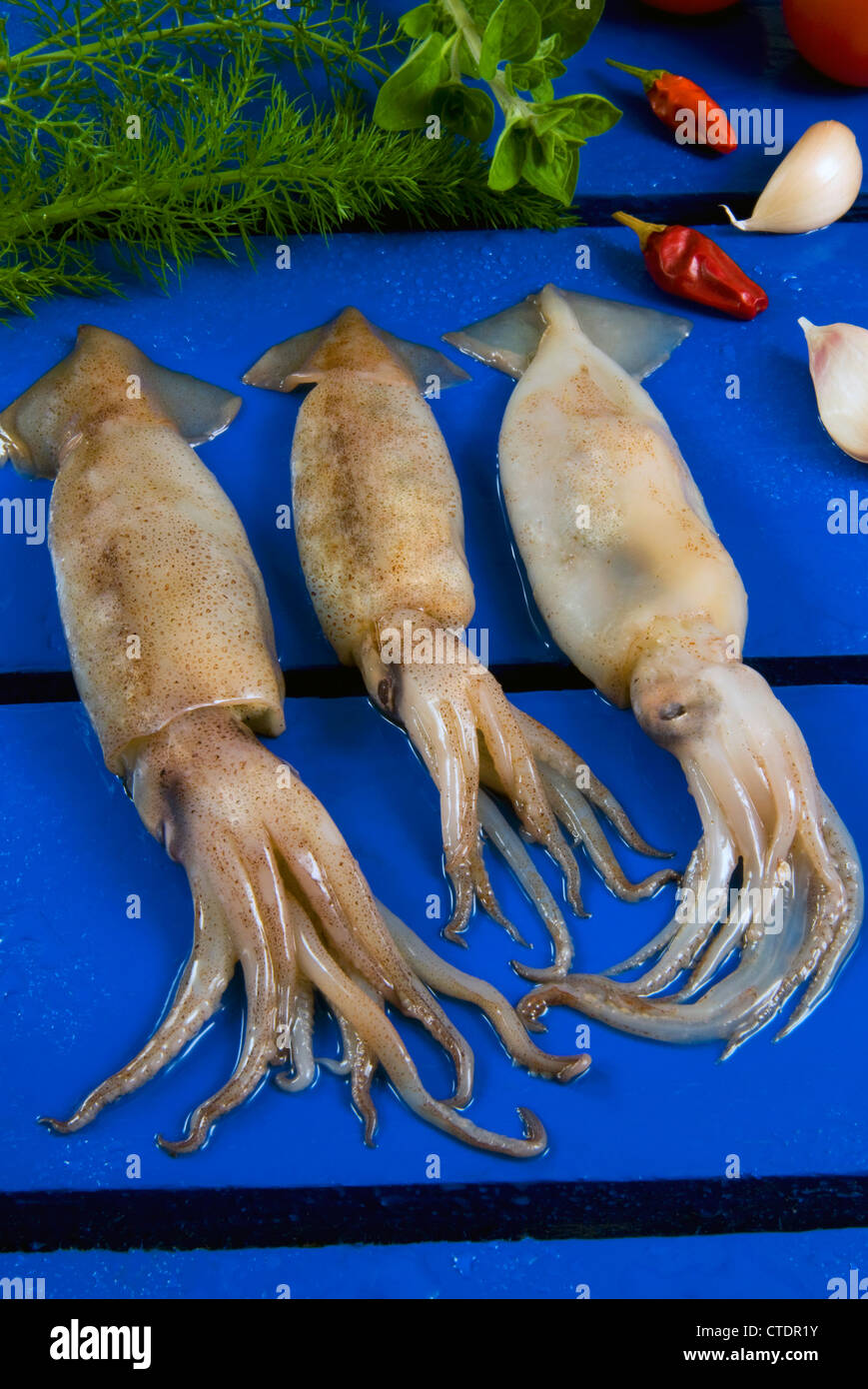 Fresh flying squid (Todarodes sagittatus) Mollusca (Phylum) Cephalopoda (Class) Stock Photo