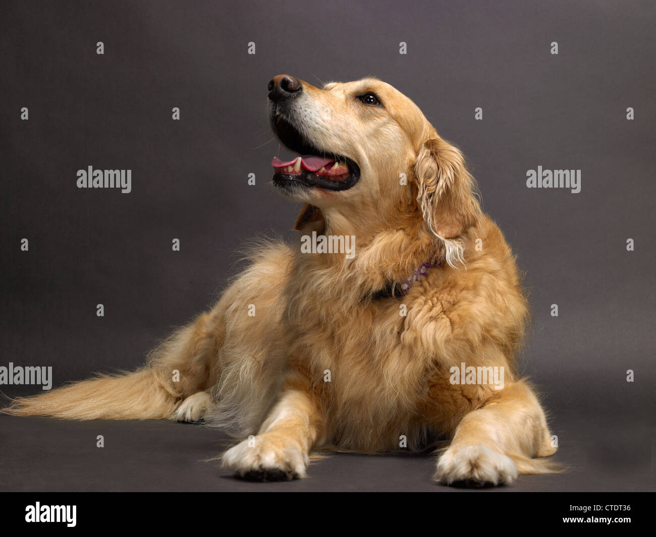 A golden retriever dog lying down Stock Photo