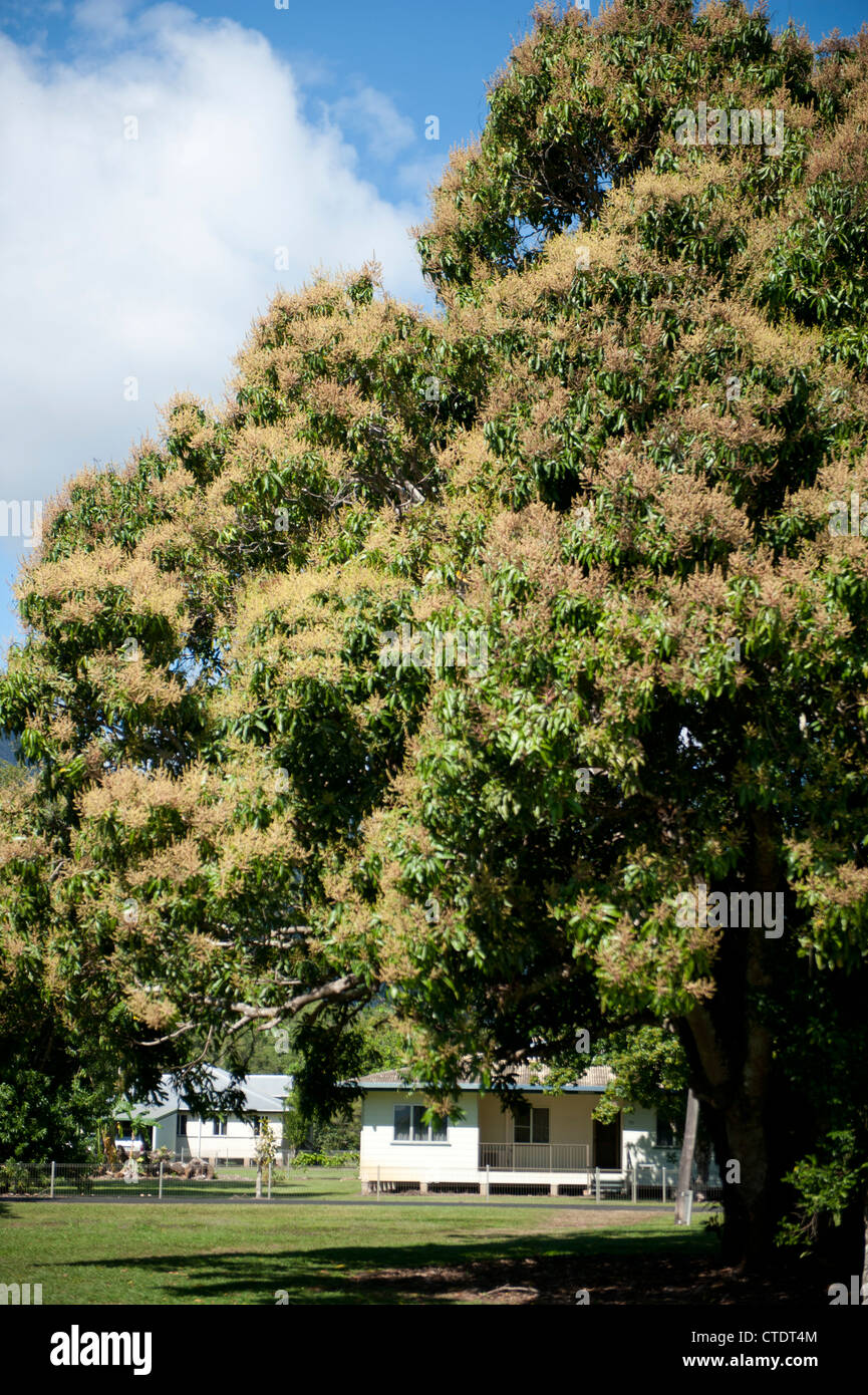 Large mango tree in blossom in front of a traditional Queensland homestead, Gordonvale, Queensland Stock Photo