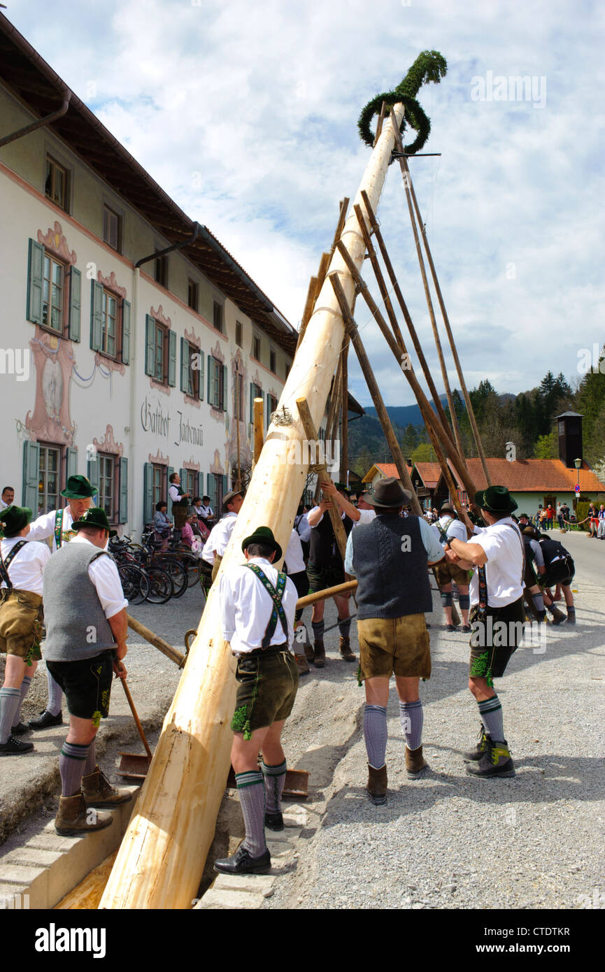 annual tradition in Bavaria, Jachenau, Germany, is the erection of an decorated tree by hand and many mens at 1st May Stock Photo