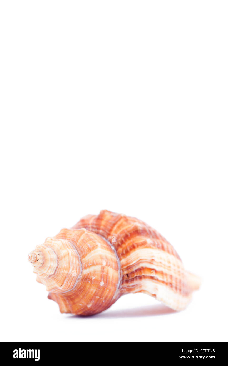 One side of a shellfish Stock Photo