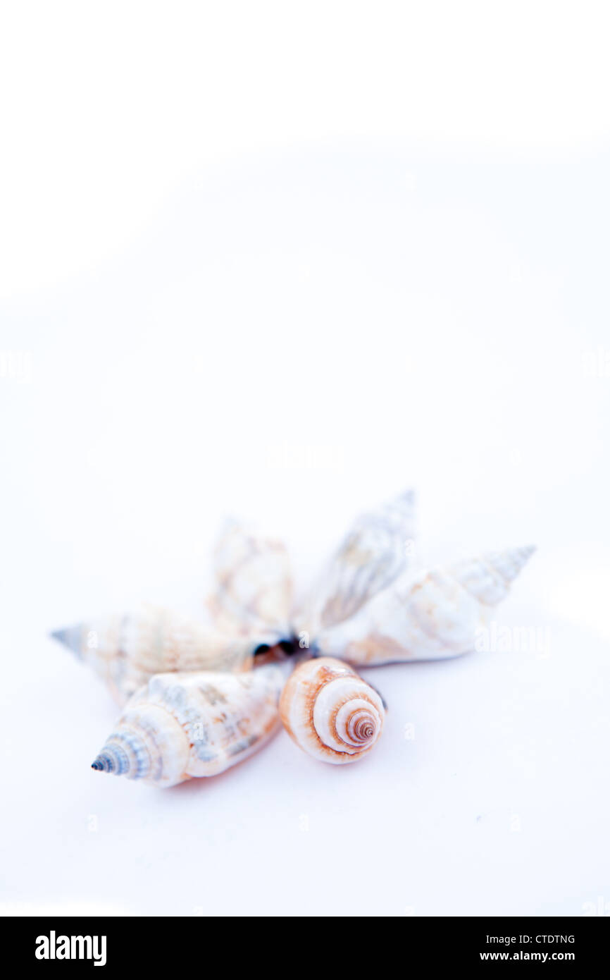 Shellfishes forming a circle Stock Photo