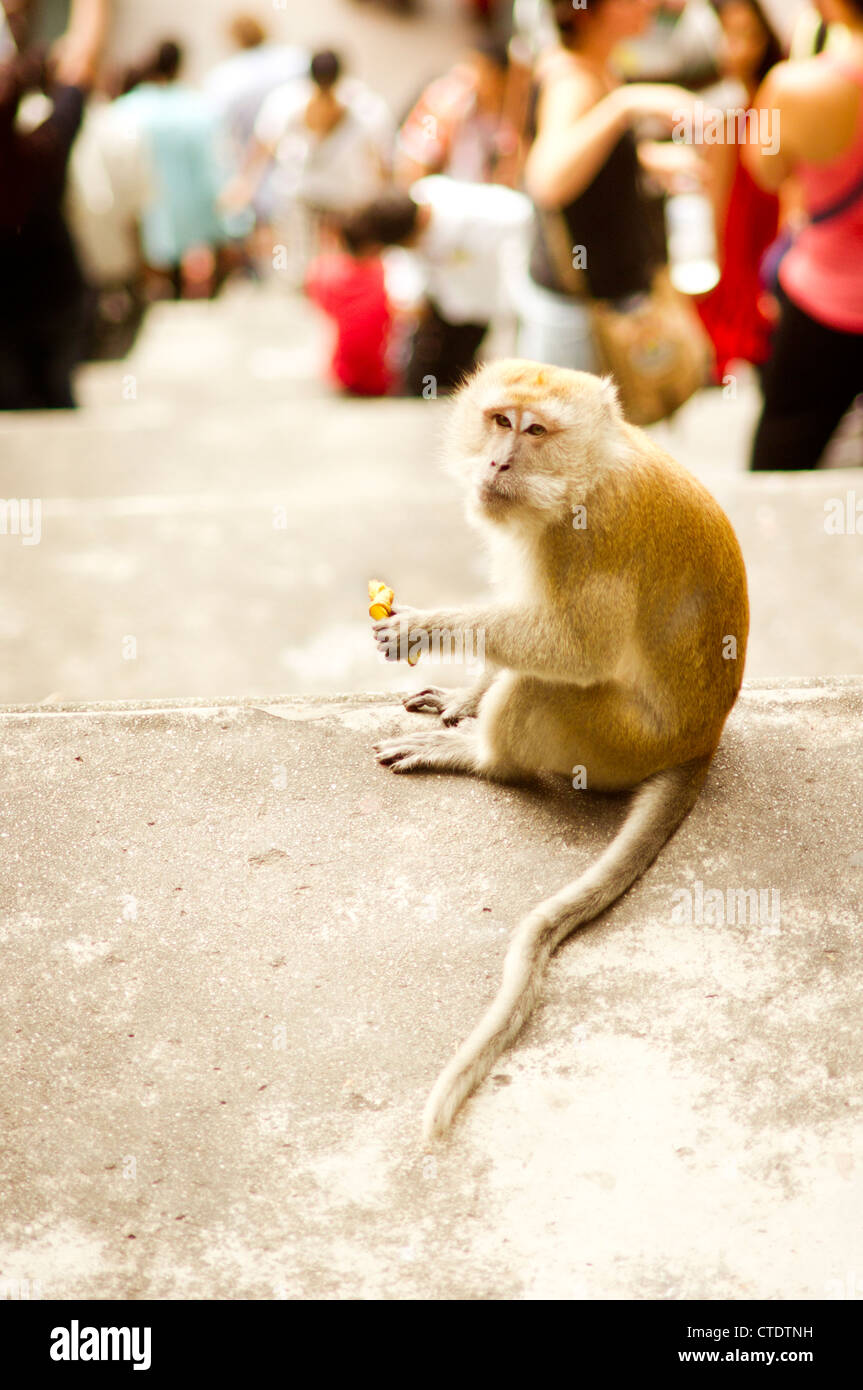 Monkey at Batu caves steps, a tourist destinations in Kuala Lumpur of Malaysia. Stock Photo