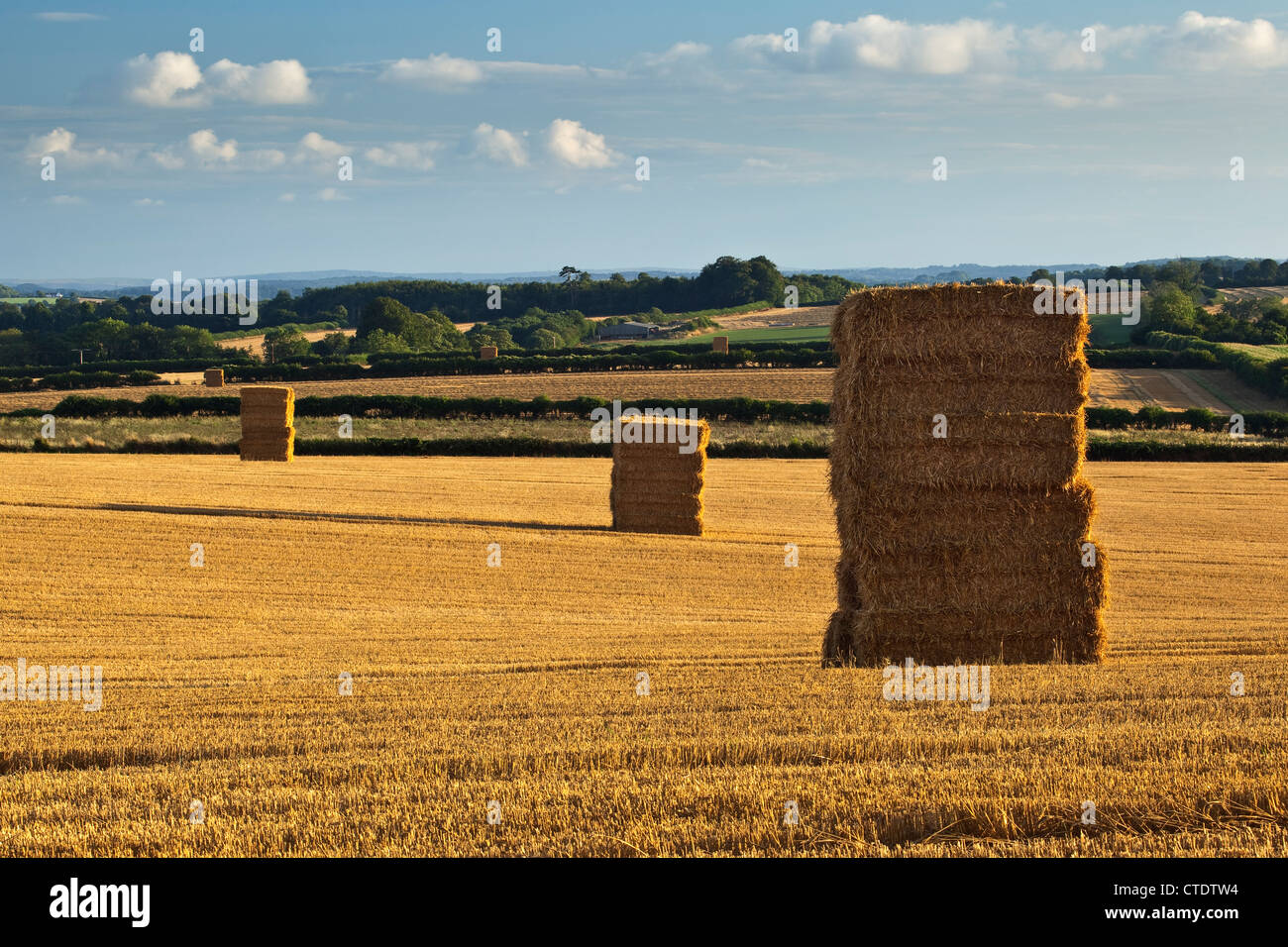 A view of cornfields after harvest with stacks of straw bales in Cranborne Chase Dorset Stock Photo