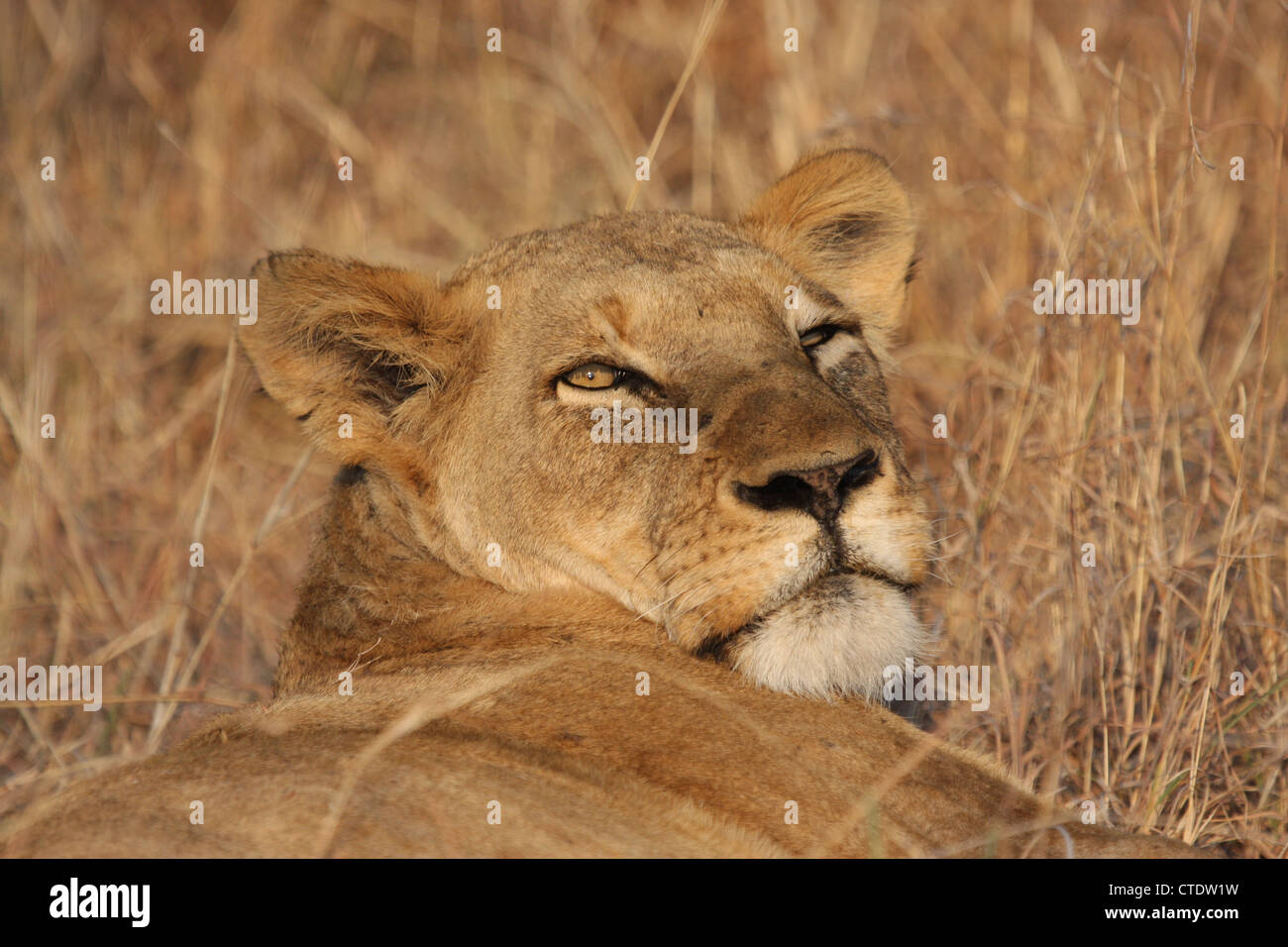 Lioness Stare Stock Photo