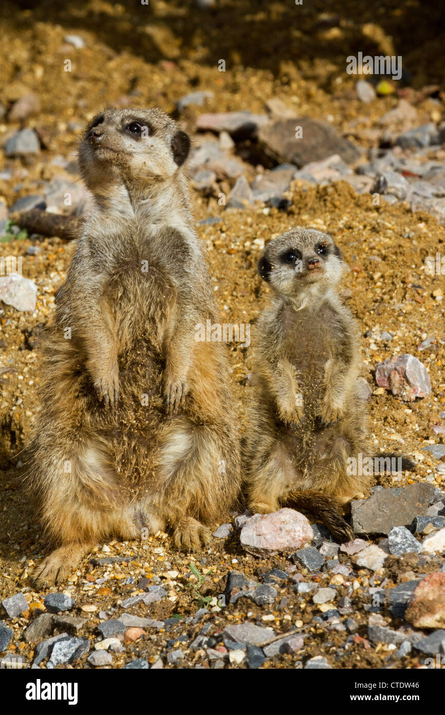 Adult and baby Meerkats sitting down on lookout duty Stock Photo