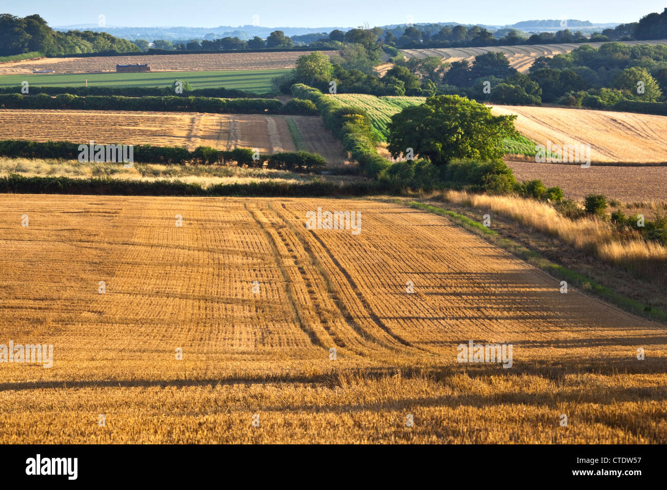 A view of cornfields after harvest with stubble in Cranborne Chase Dorset Stock Photo
