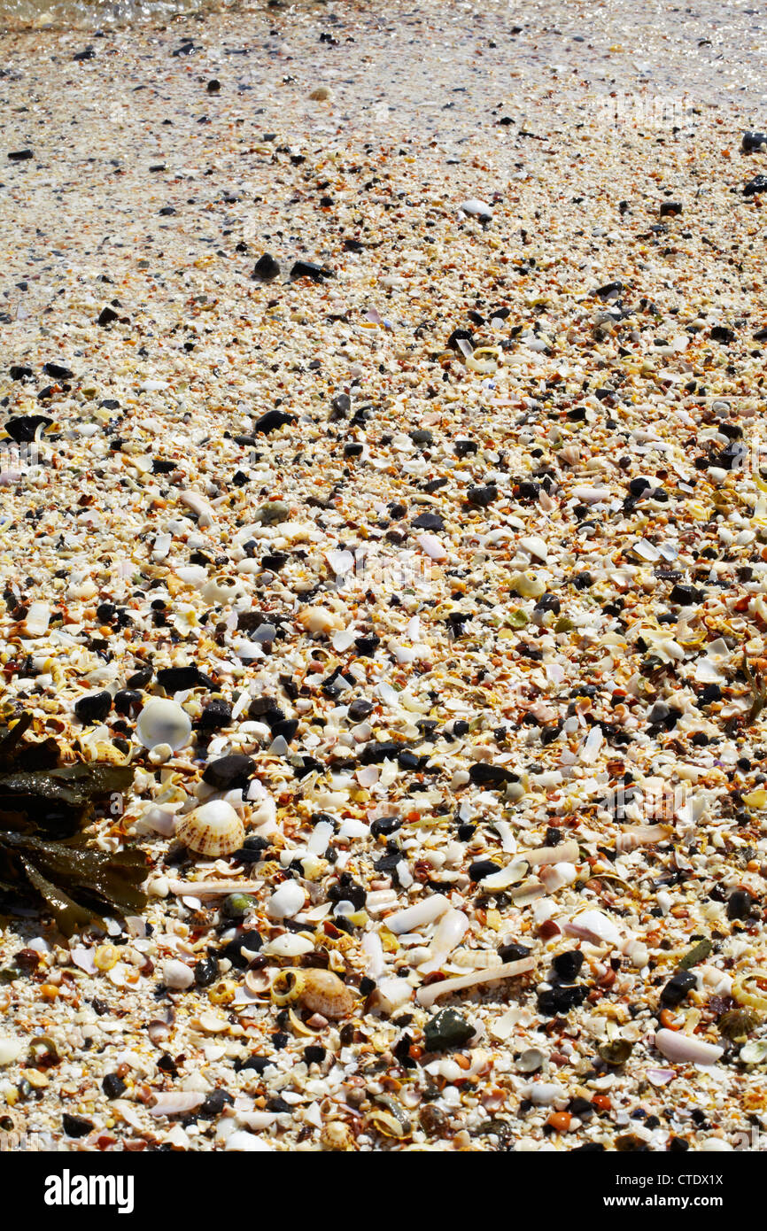 Shells on Beach at Port nam Murrach, Rhue by Arisaig. Scotland Stock Photo