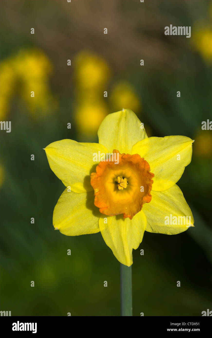 A single daffodil bloom Dorset, UK March 2008 Stock Photo Alamy