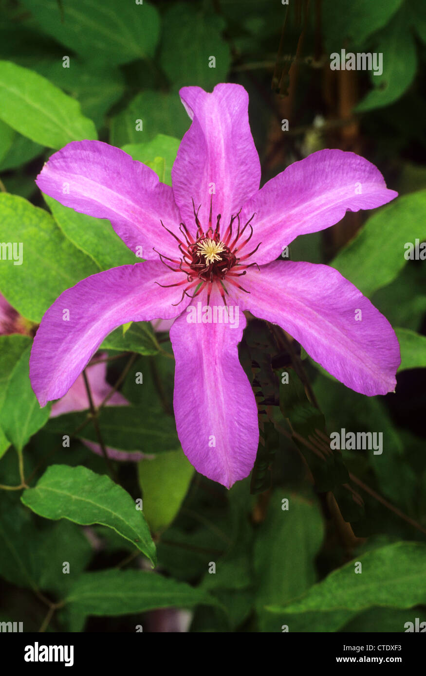 Clematis 'Natascha'  pink purple flower flowers climber climbing plant plants garden gardens Stock Photo