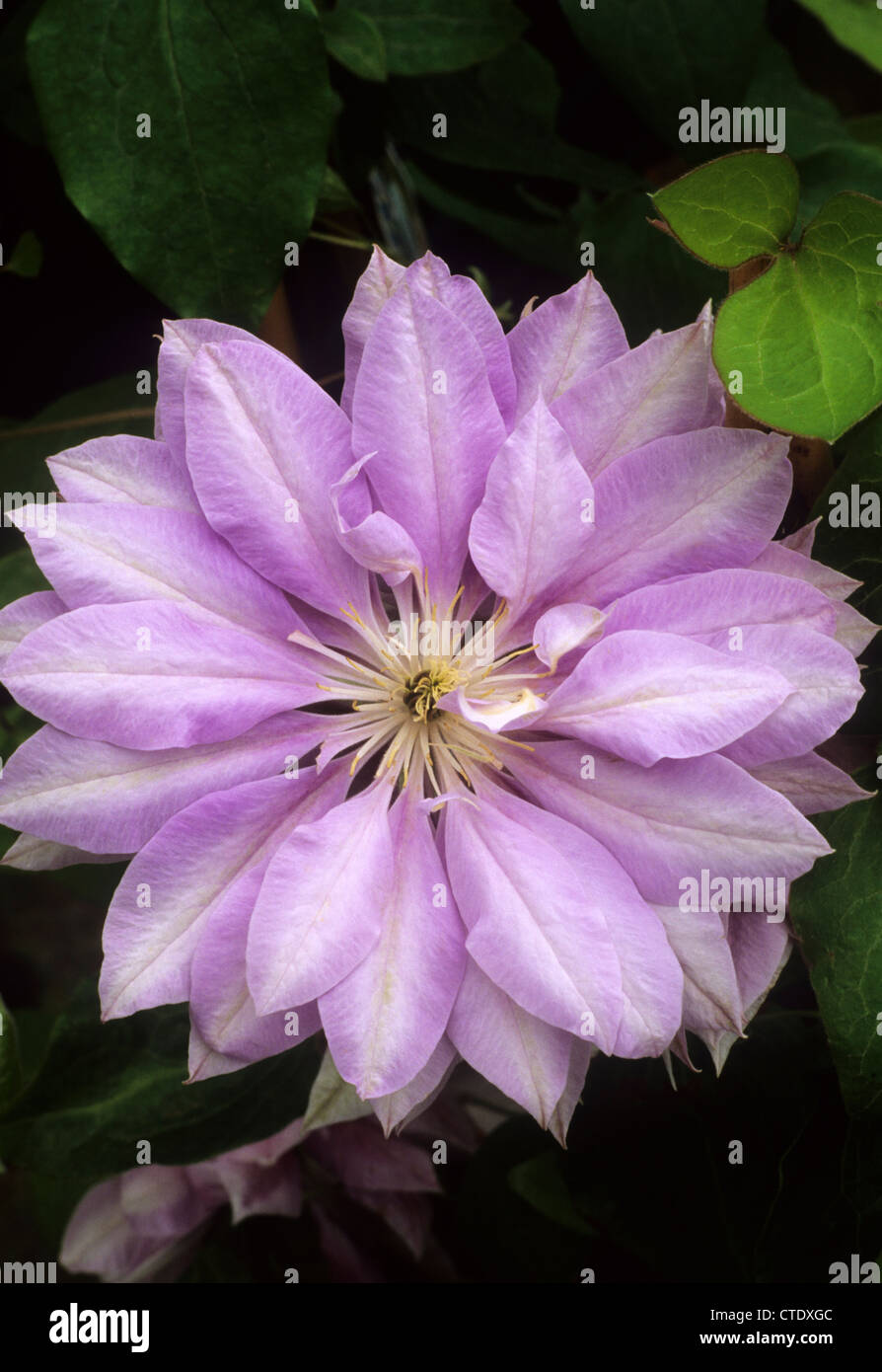 Clematis 'Denny's Double' lilac flower flowers climber climbing plant plants garden gardens Stock Photo