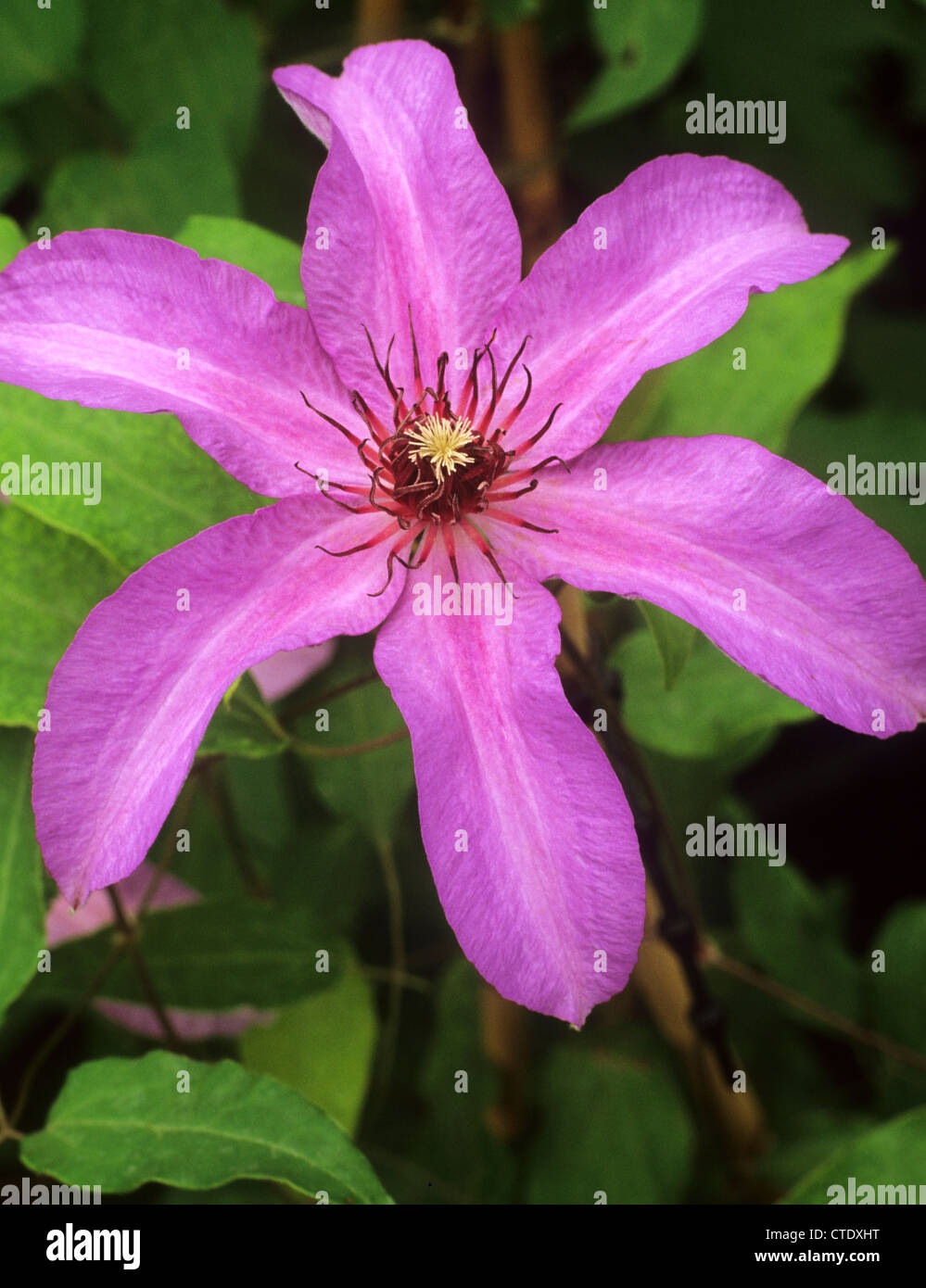 Clematis 'Natascha' pink purple flower flowers climber climbing plant plants garden gardens Stock Photo